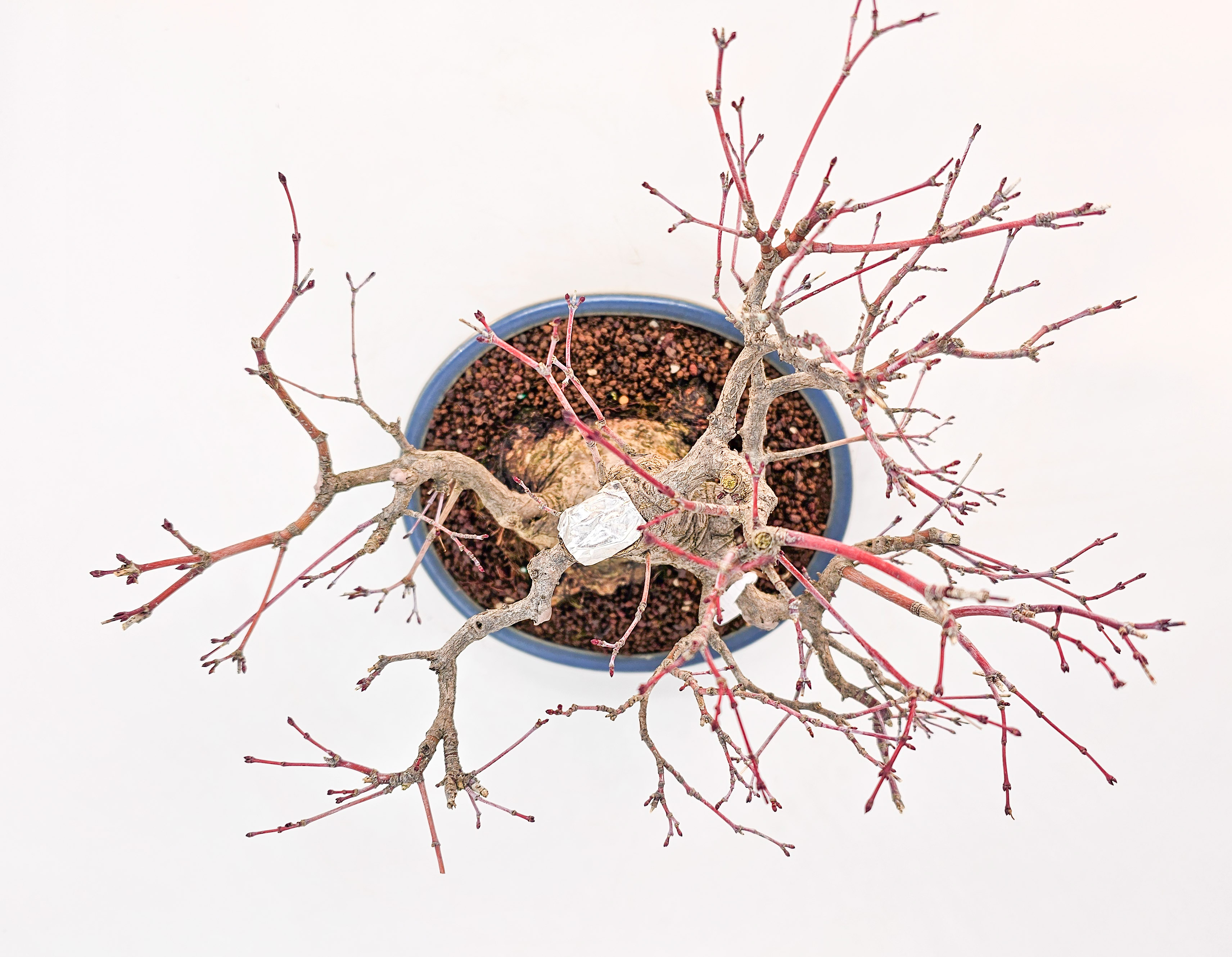 Bonsai Premium Fächerahorn - Acer palmatum Nagaragawa Shohin 20cm