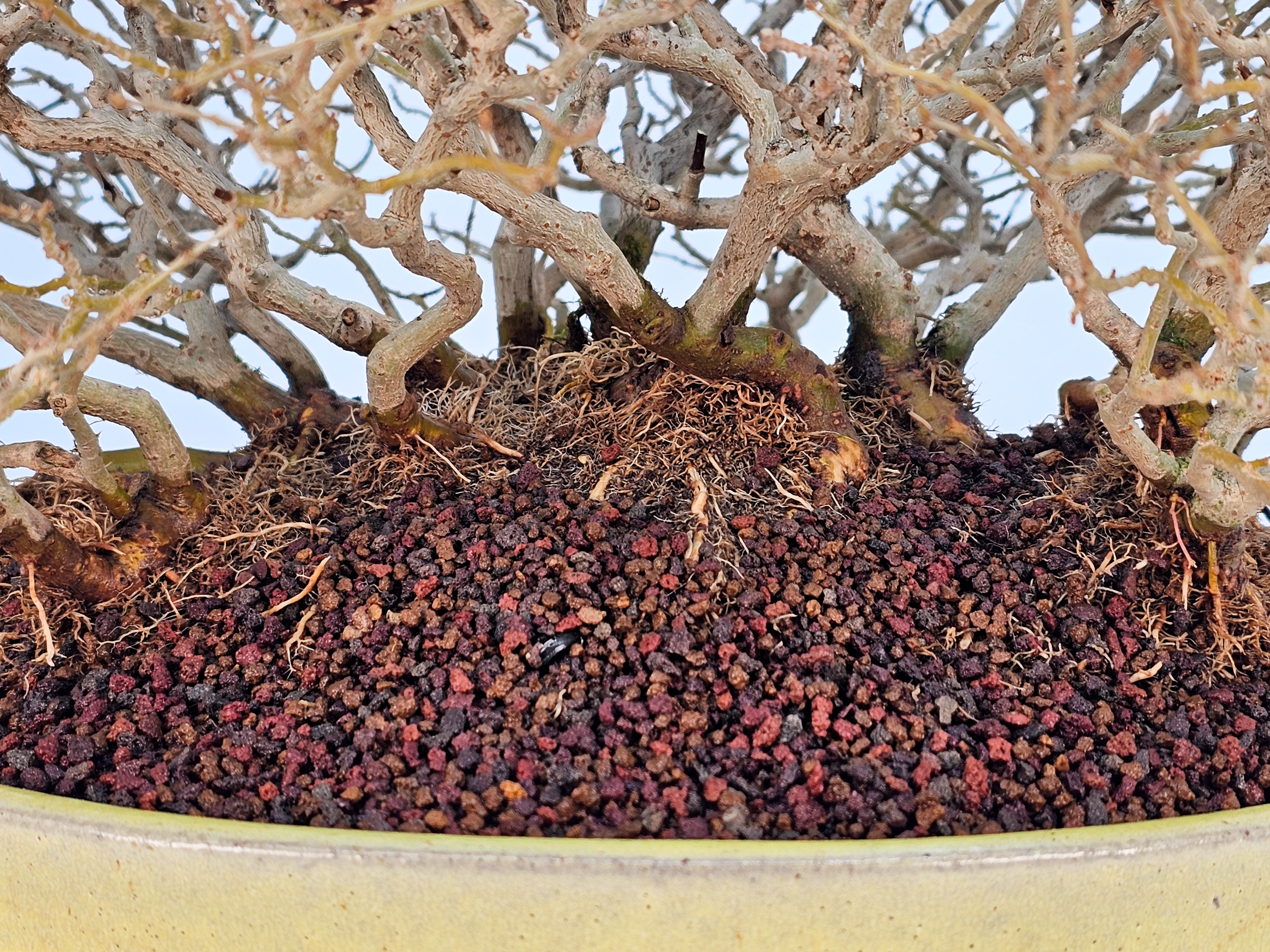 Bonsai Premium Zürgelbaum - Celtis sinensis Shohin 18cm