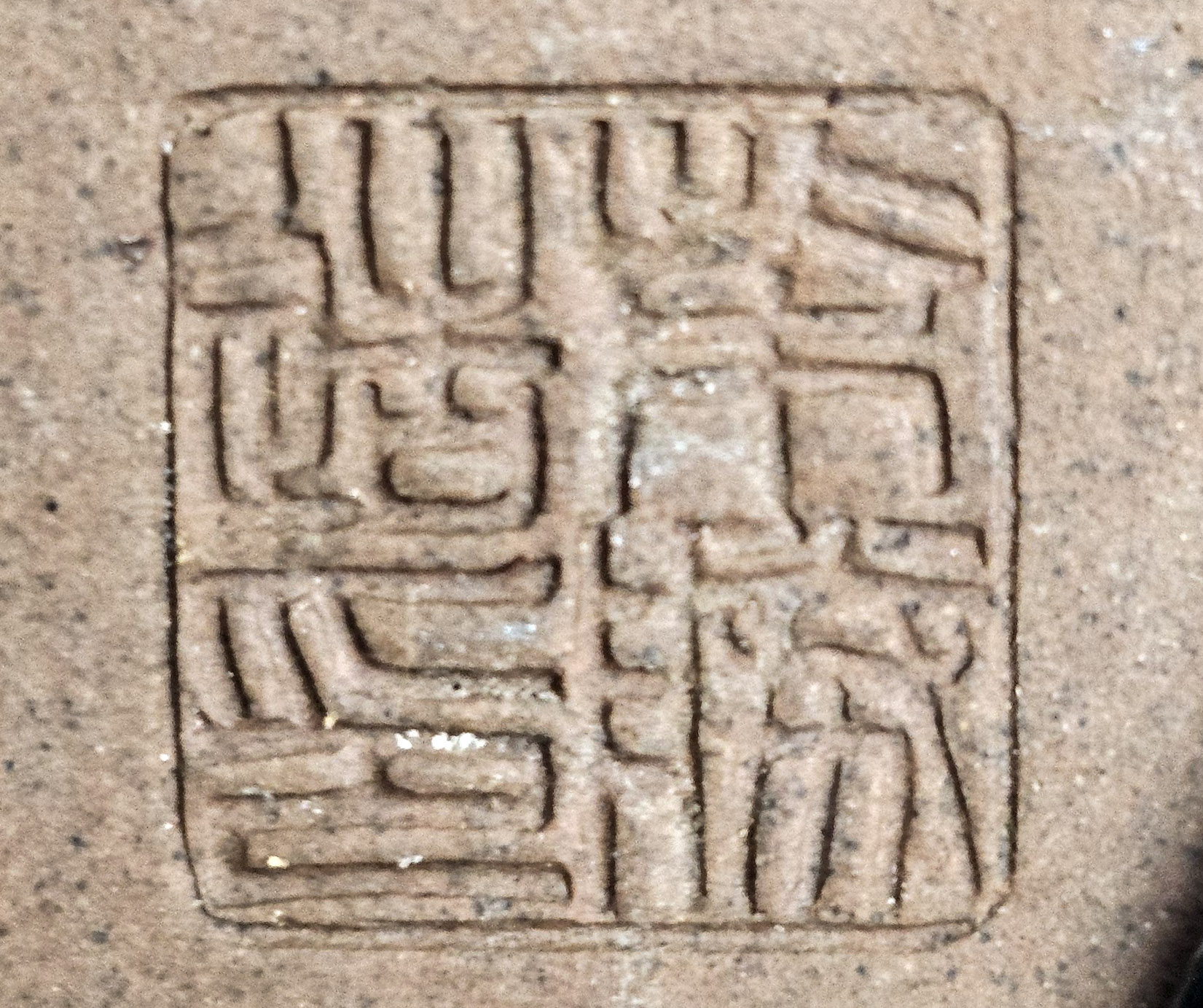 Bonsai Premium Zelkova serrata Shohin 25cm 