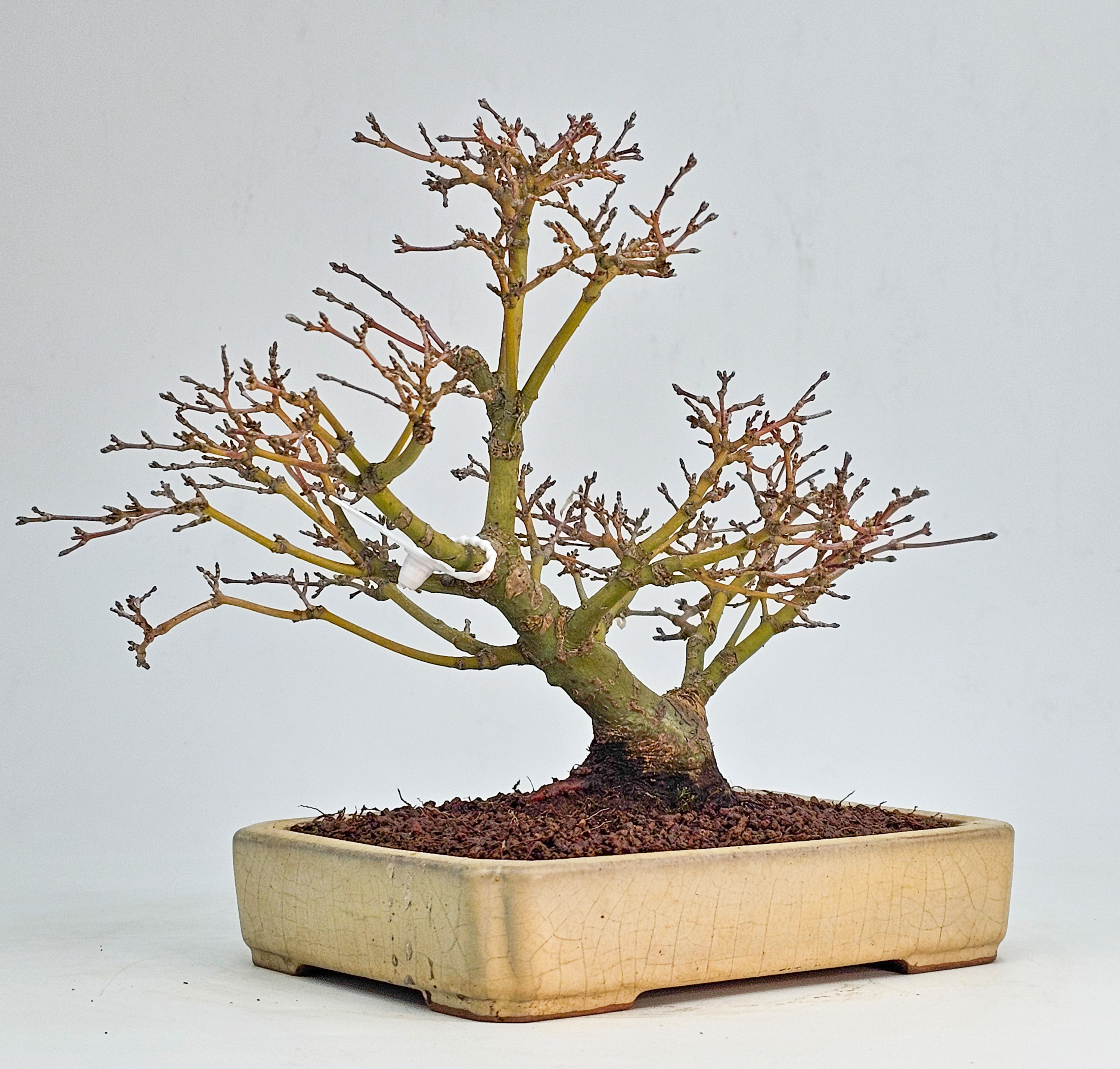 Bonsai Fächerahorn - Acer palmatum Yukihime Shohin 20cm