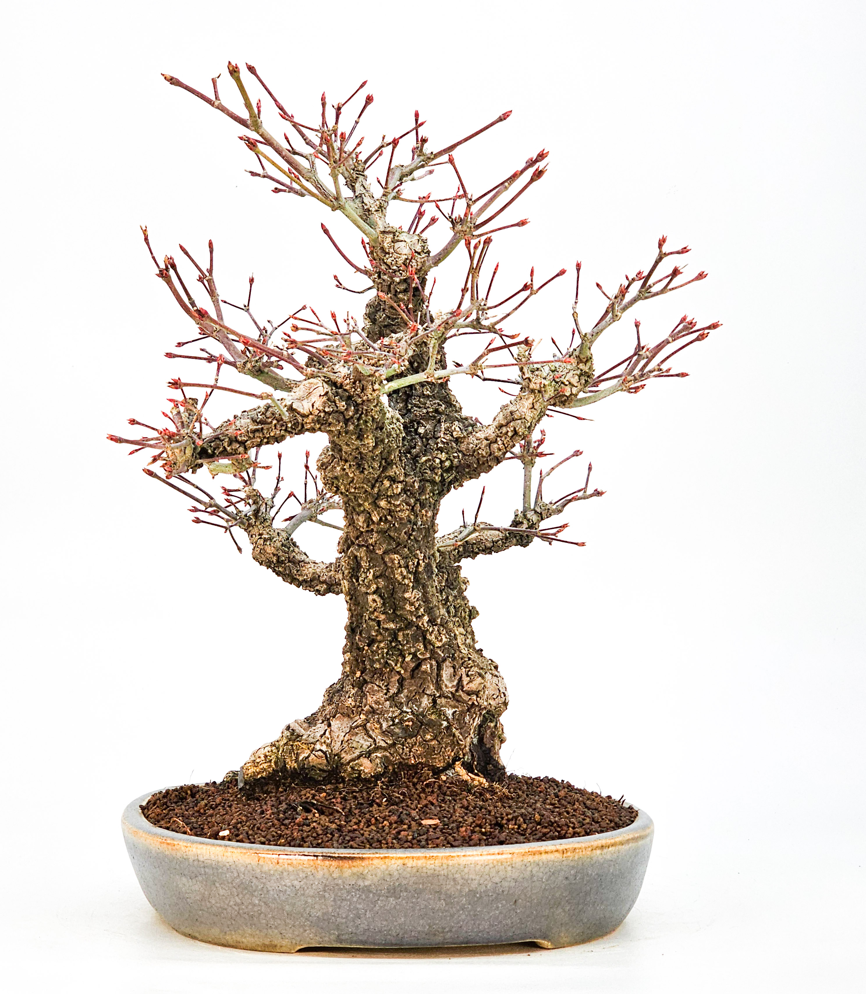 Bonsai Fächerahorn - Acer palmatum Arakawa 37cm - Video!!