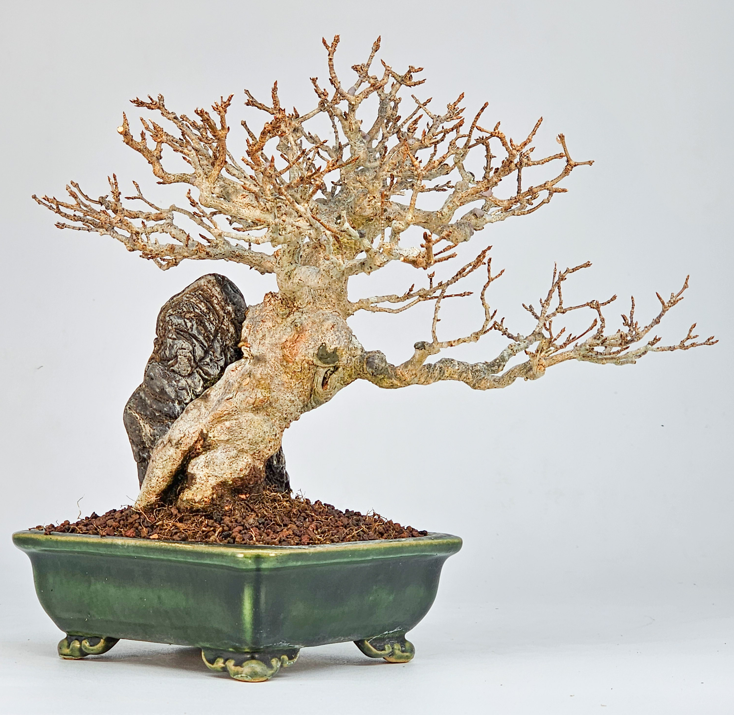 Bonsai Dreispitzahorn - Acer buergerianum Ishizuki Shohin 17cm  