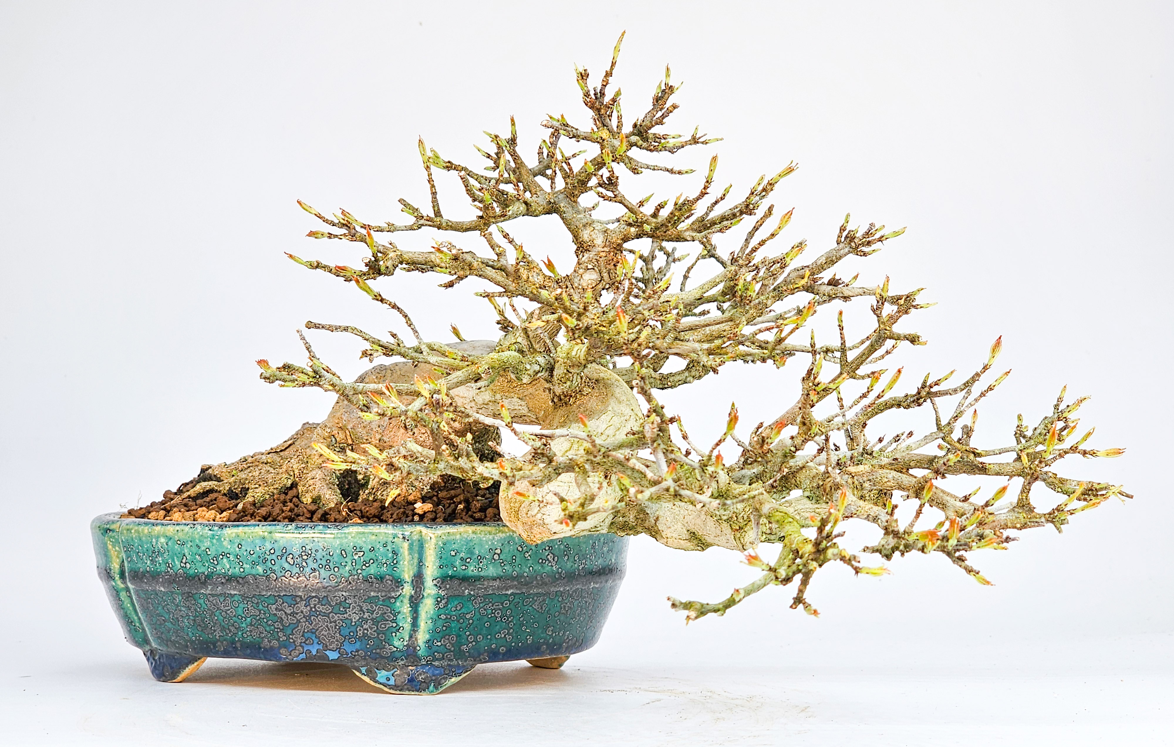Bonsai Dreispitzahorn - Acer buergerianum 14cm Video!!