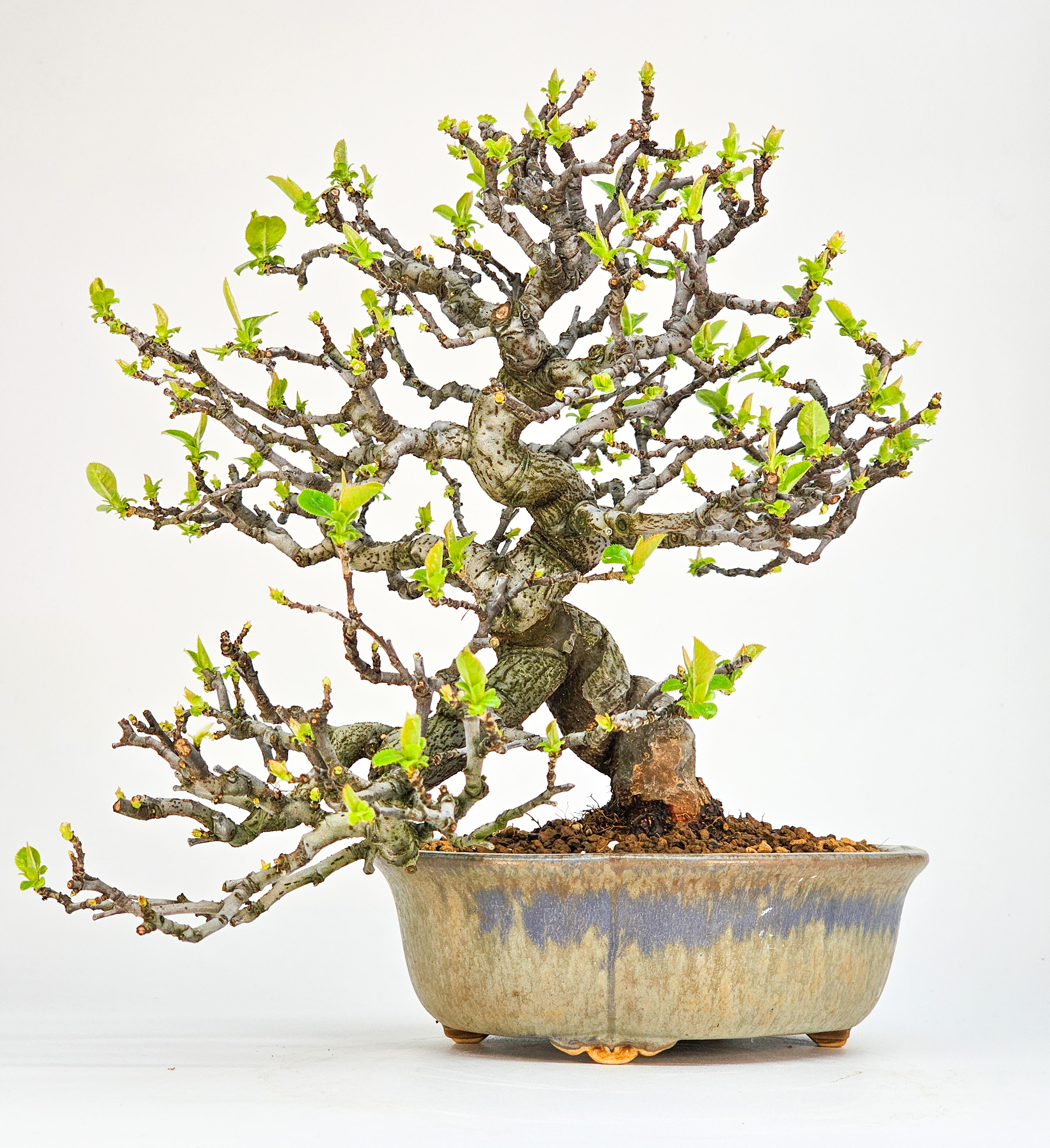 Bonsai Quitte - Pseudocydonia sinensis Shohin 21cm