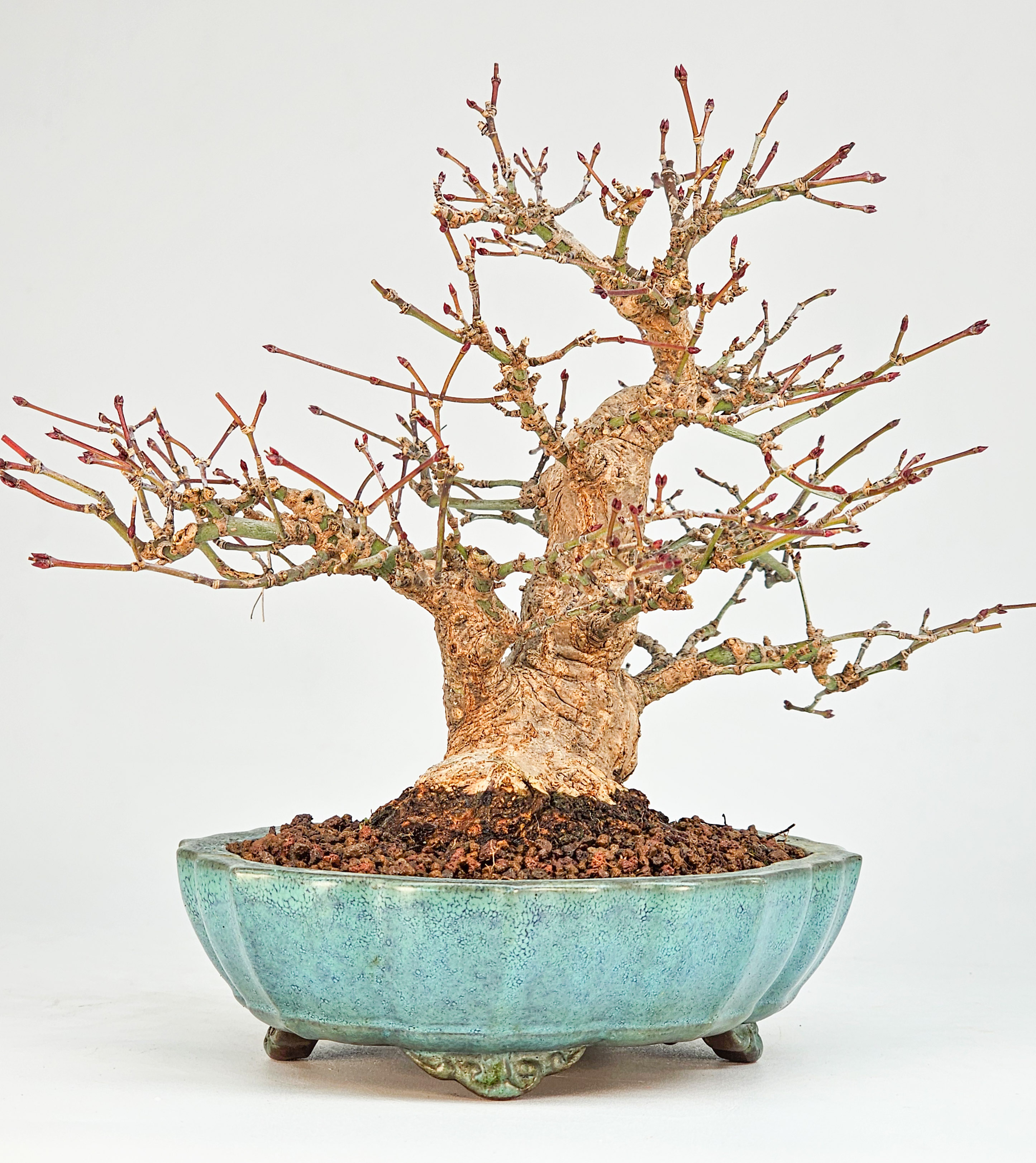 Bonsai Premium Fächerahorn - Acer palmatum Shohin 16cm
