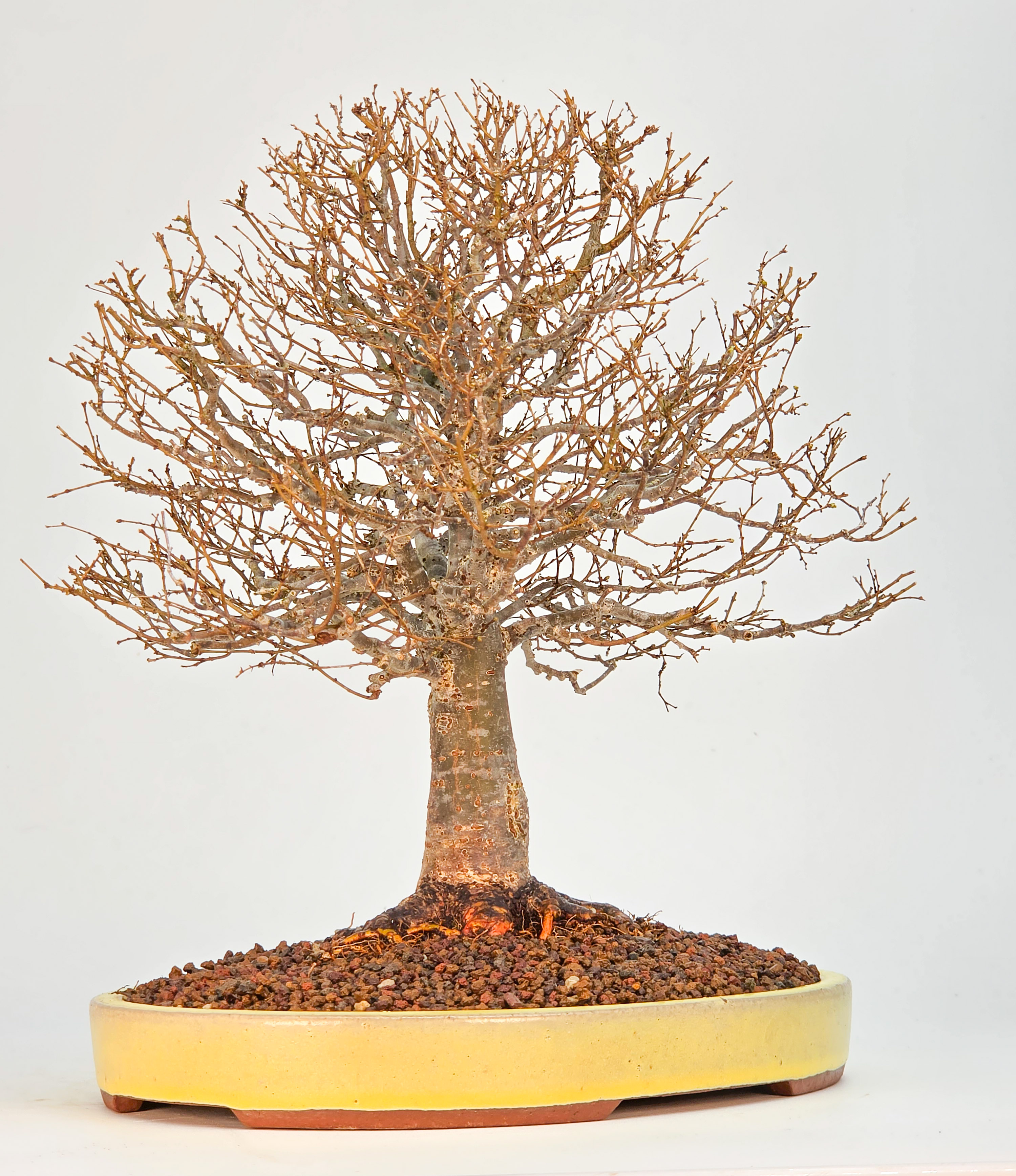 Bonsai Premium Zelkova serrata Shohin 25cm Video!!