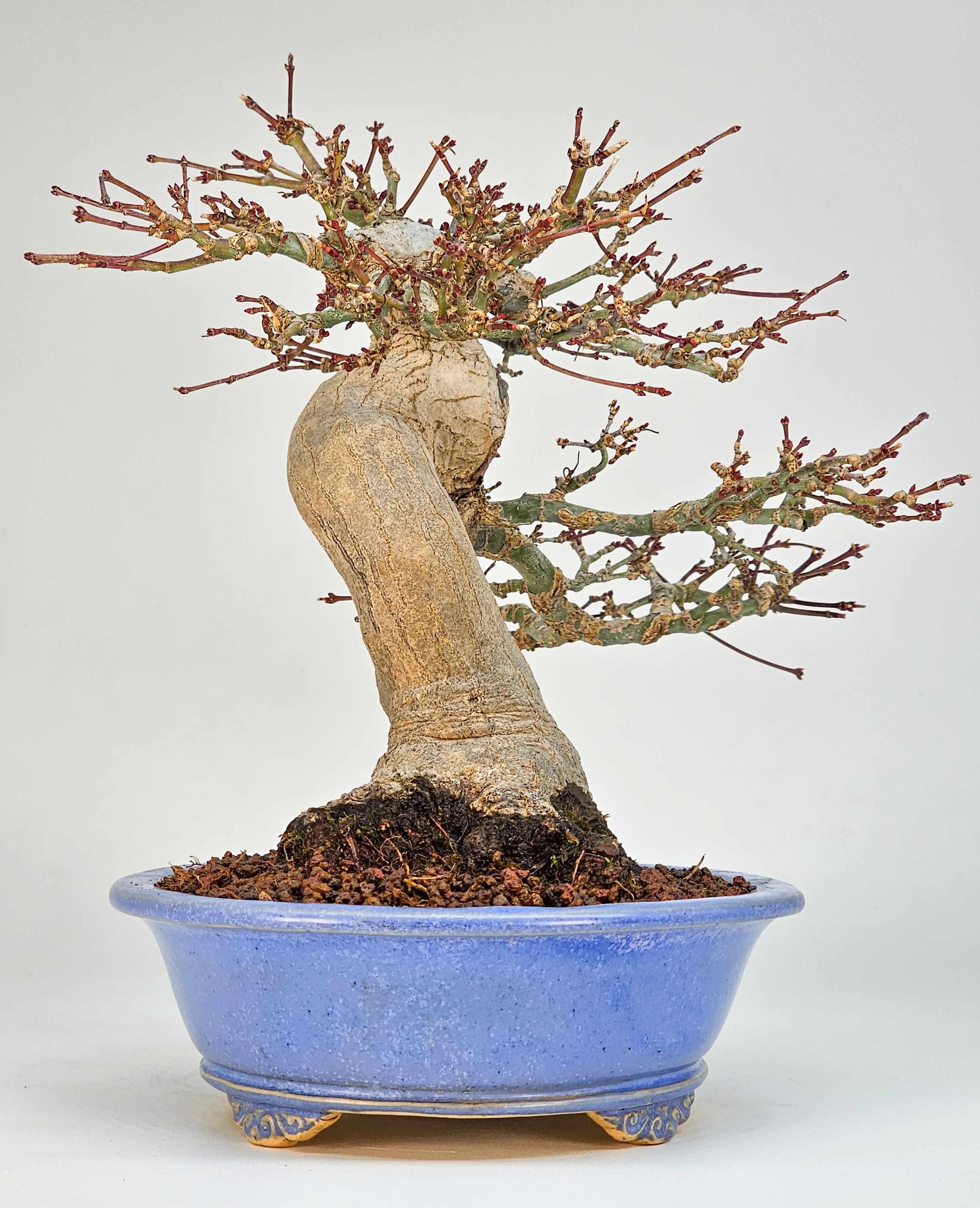 Bonsai Premium Fächerahorn - Acer palmatum Orihime Shohin 20cm