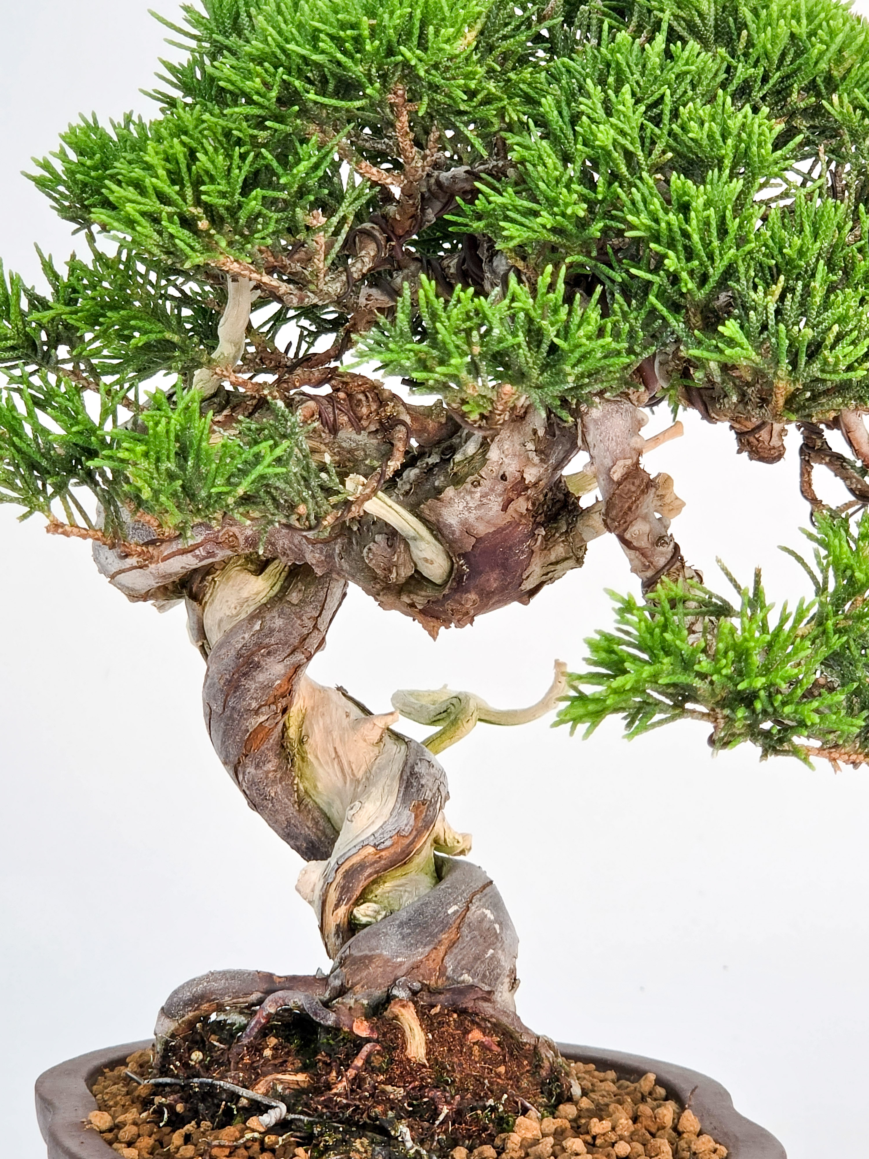 Bonsai Wacholder - Juniperus chinensis Shohin 21cm