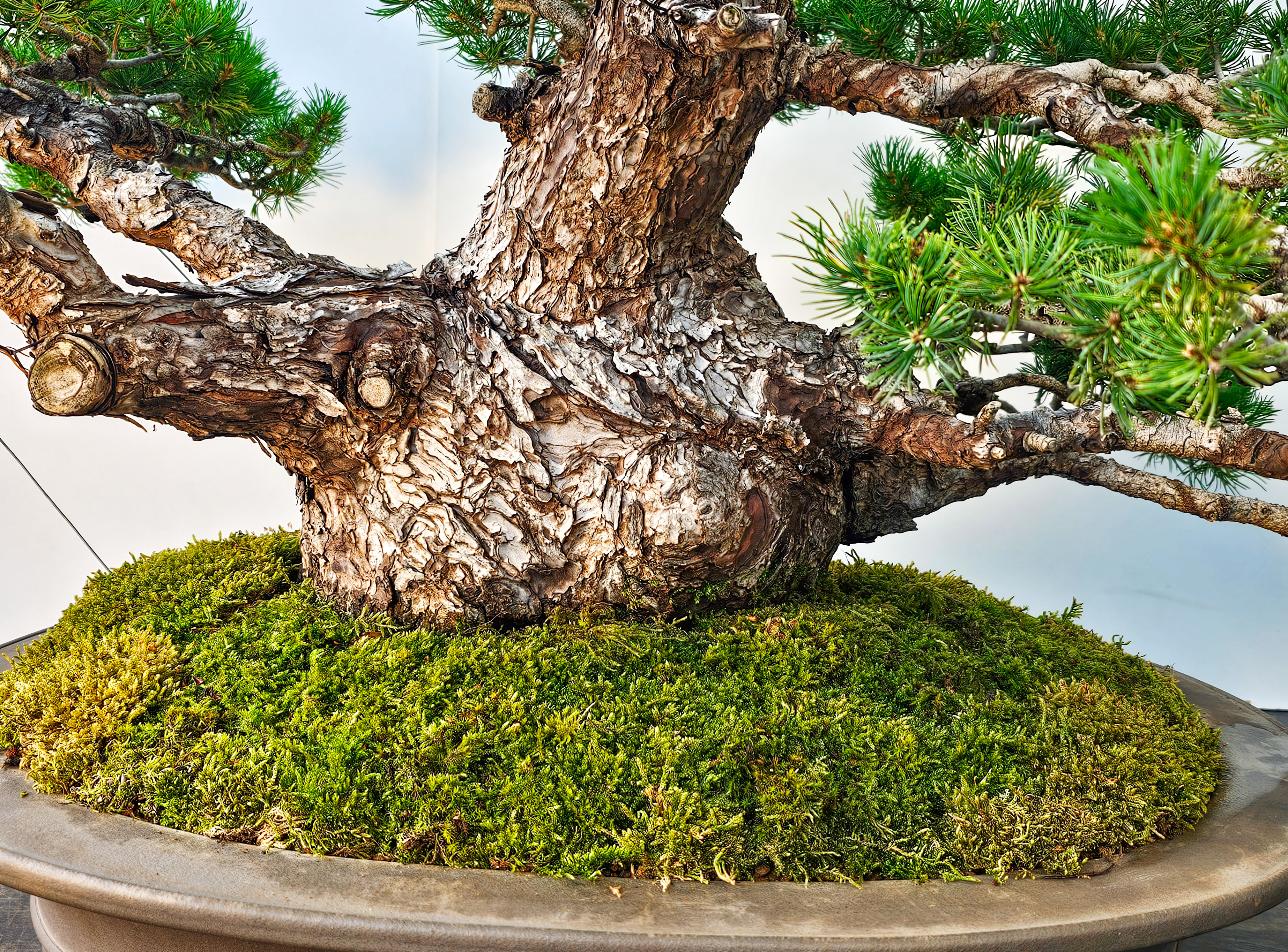 Bonsai Mädchenkiefer Pinus parviflora zuisho 86cm Video!! Bonsai Mädchenkiefer Pinus parviflora zuisho 86cm Video!!