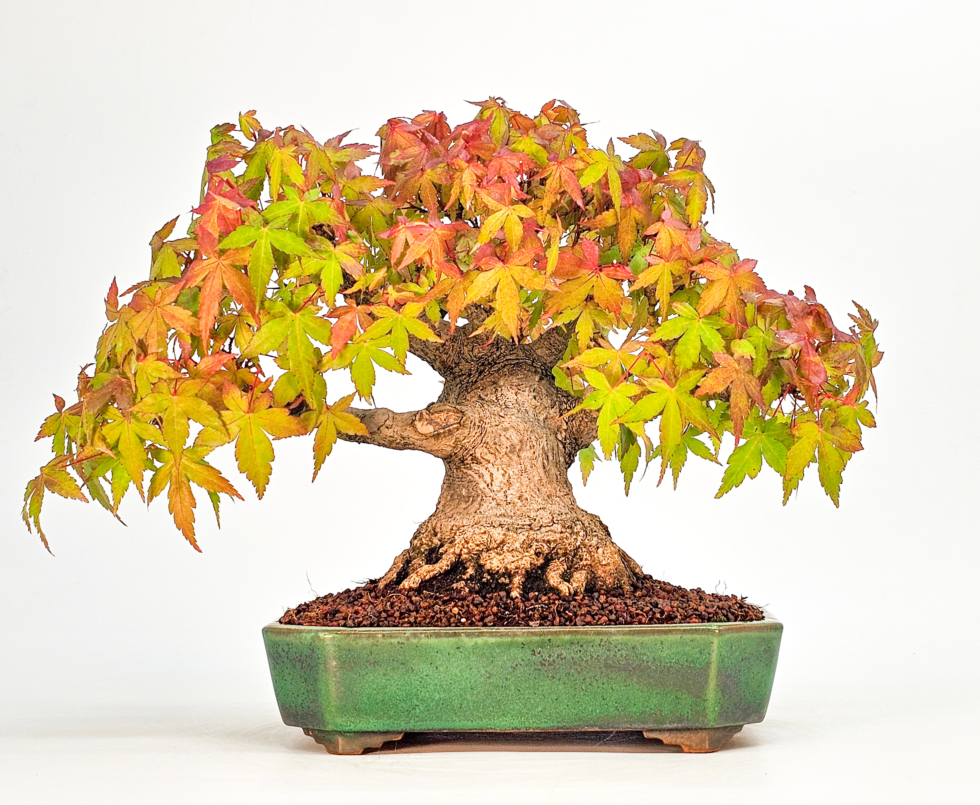 Bonsai Fächerahorn - Acer palmatum Shohin 20cm 