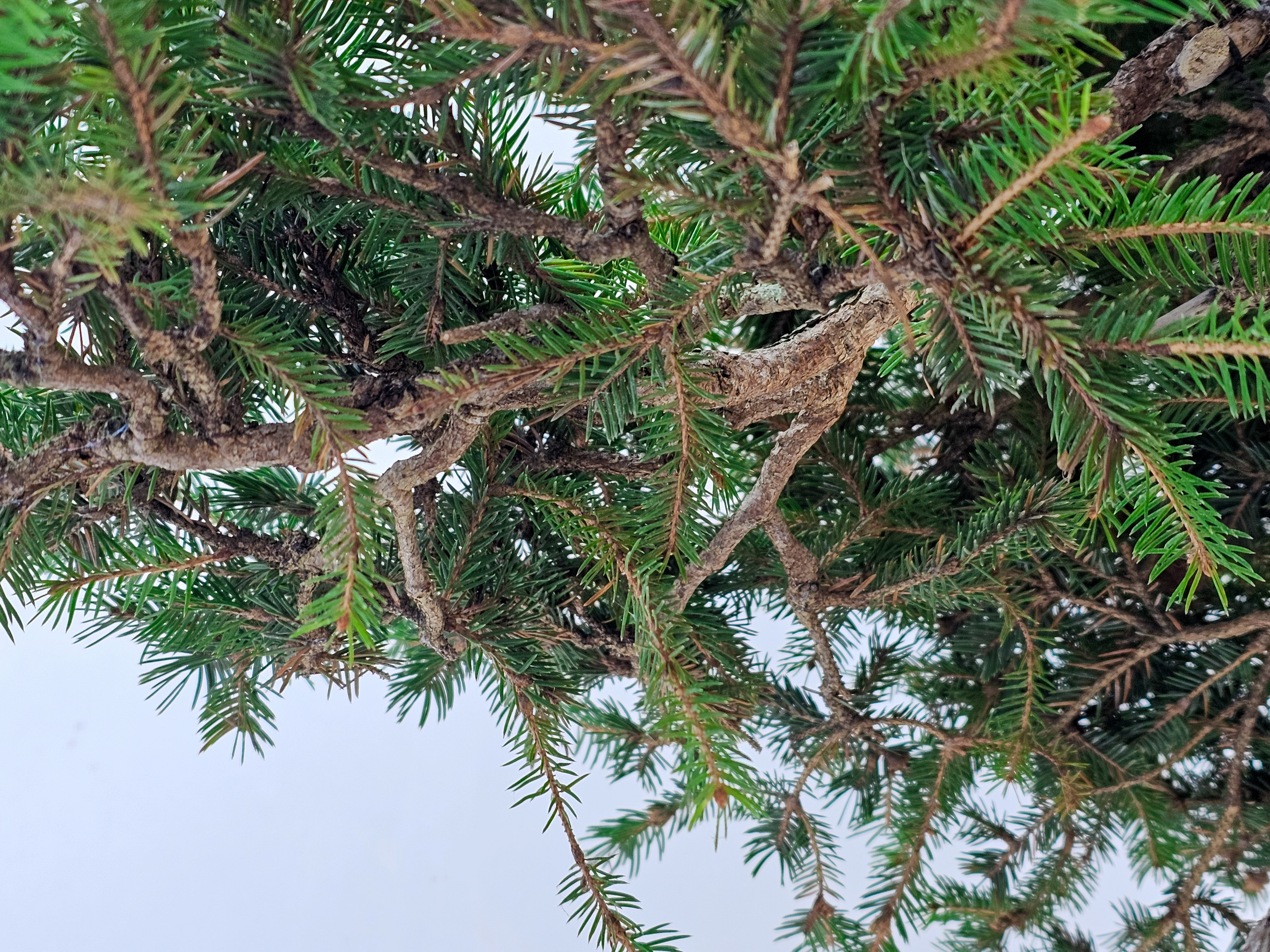 Bonsai Fichte - Picea 84cm Video!!