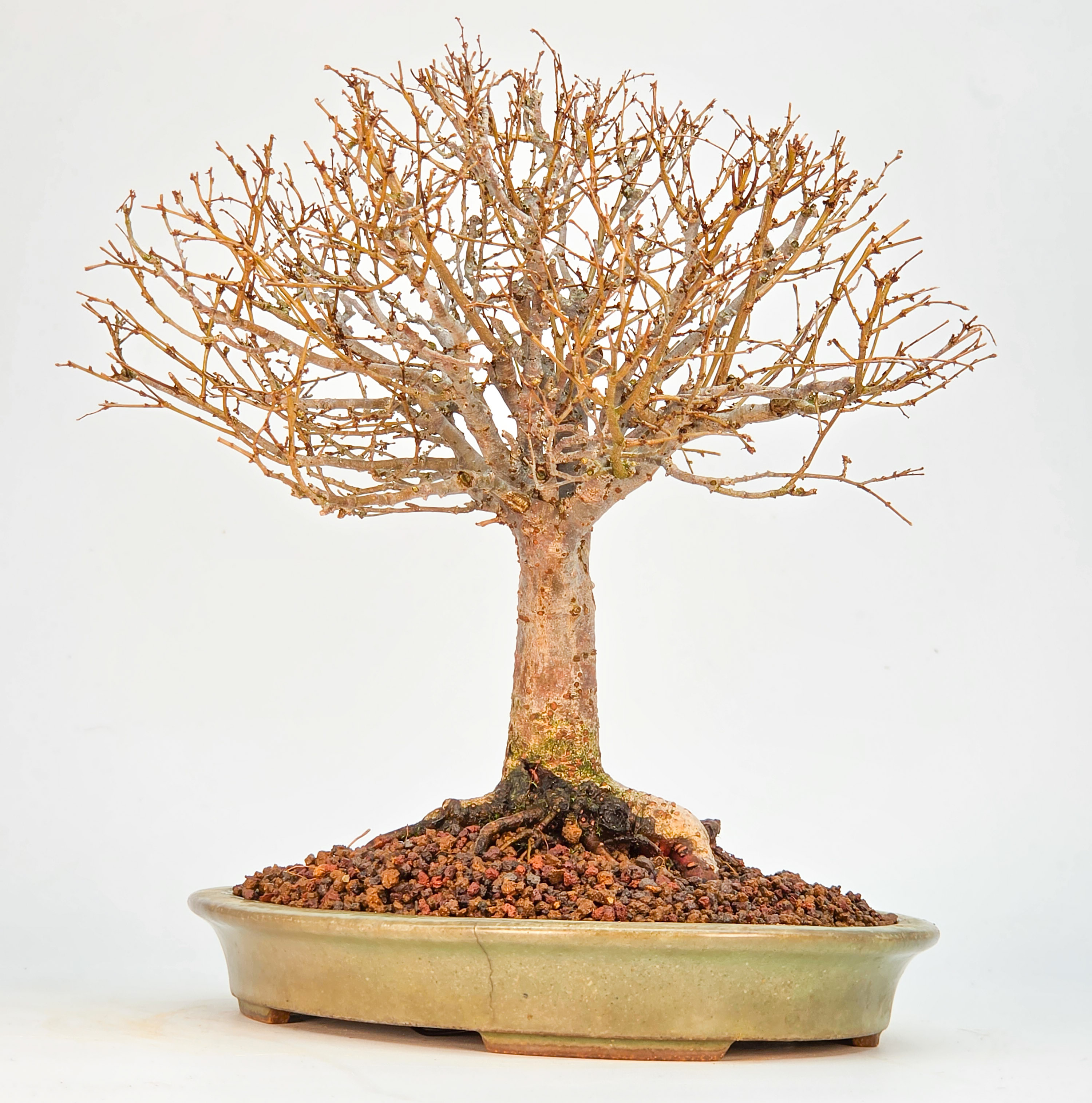 Bonsai Zelkova serrata Shohin 21cm Video!!