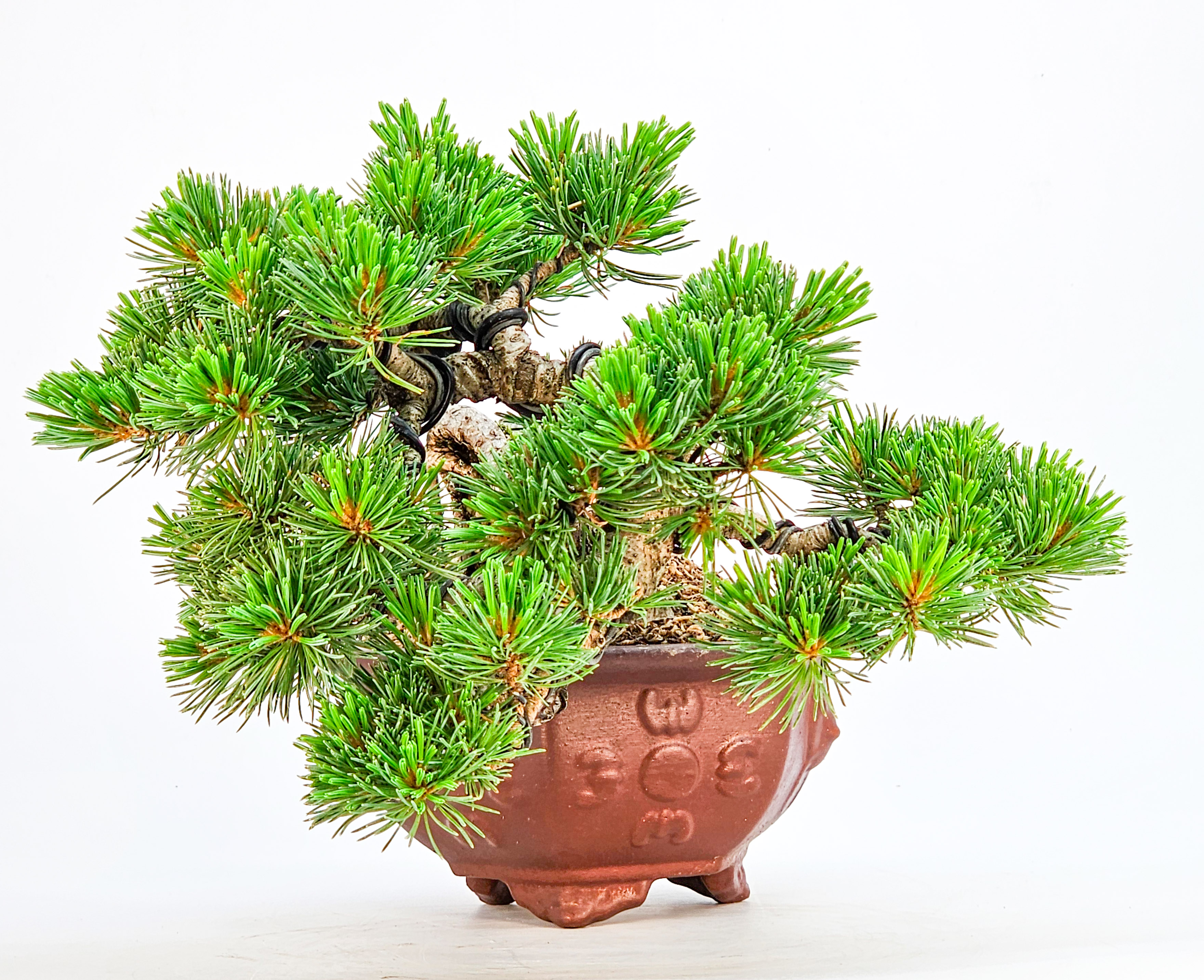 Bonsai Pinus parviflora - Mädchenkiefer Shohin Halbkaskade Han-kengai 16cm