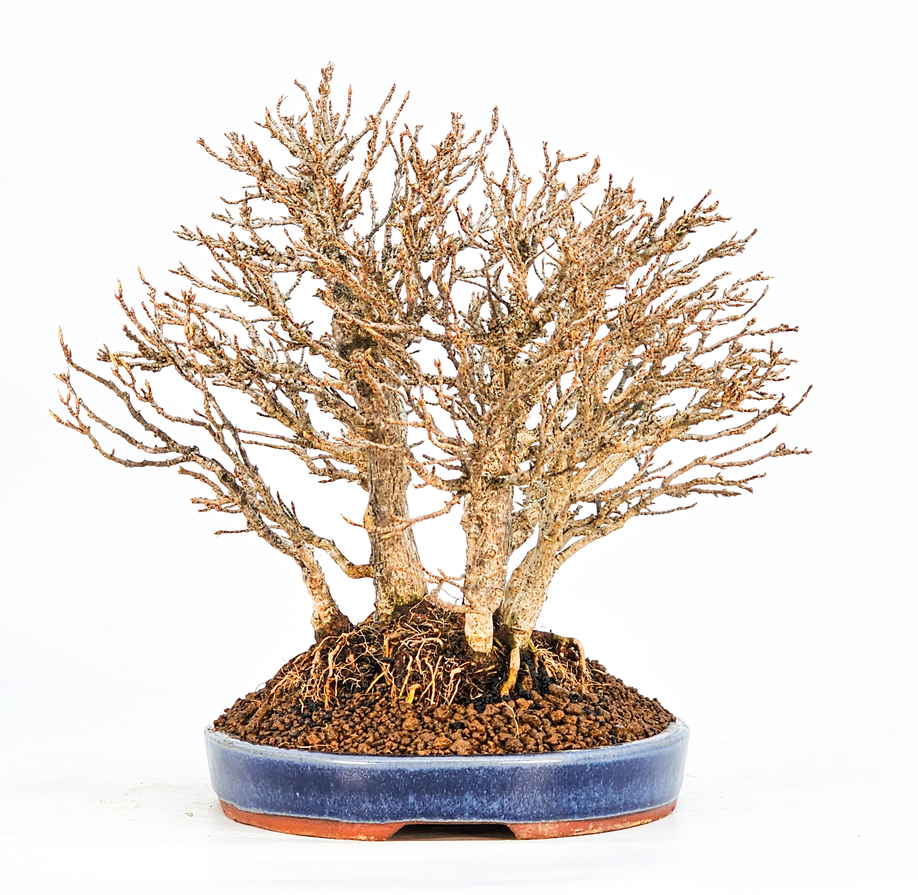 Bonsai Dreispitzahorn - Acer buergerianum Wald Yose-ue 20cm Video!! Bonsai Dreispitzahorn - Acer buergerianum Wald Yose-ue 20cm Video!!