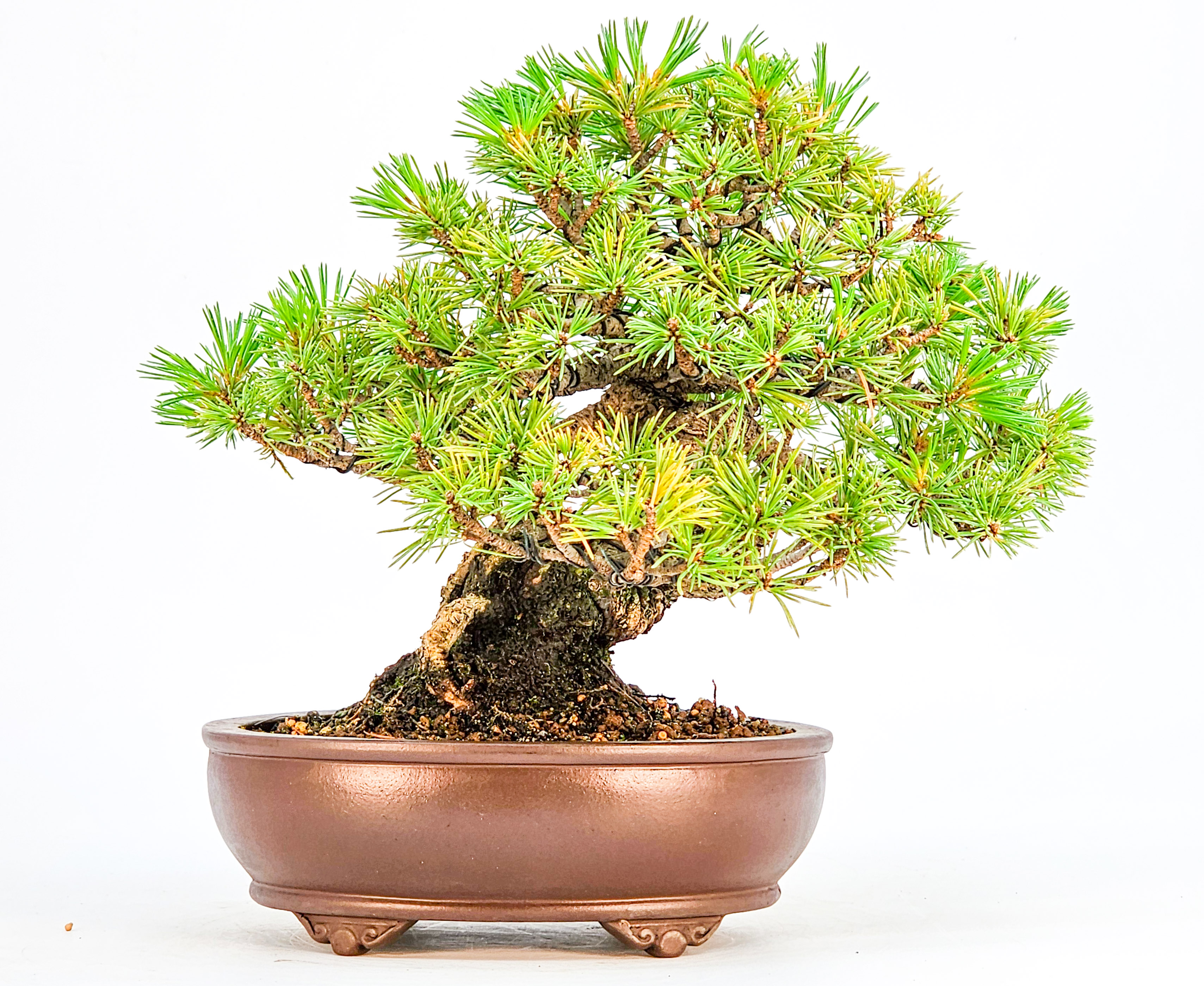 Bonsai Pinus parviflora - Mädchenkiefer Shohin 17,5cm