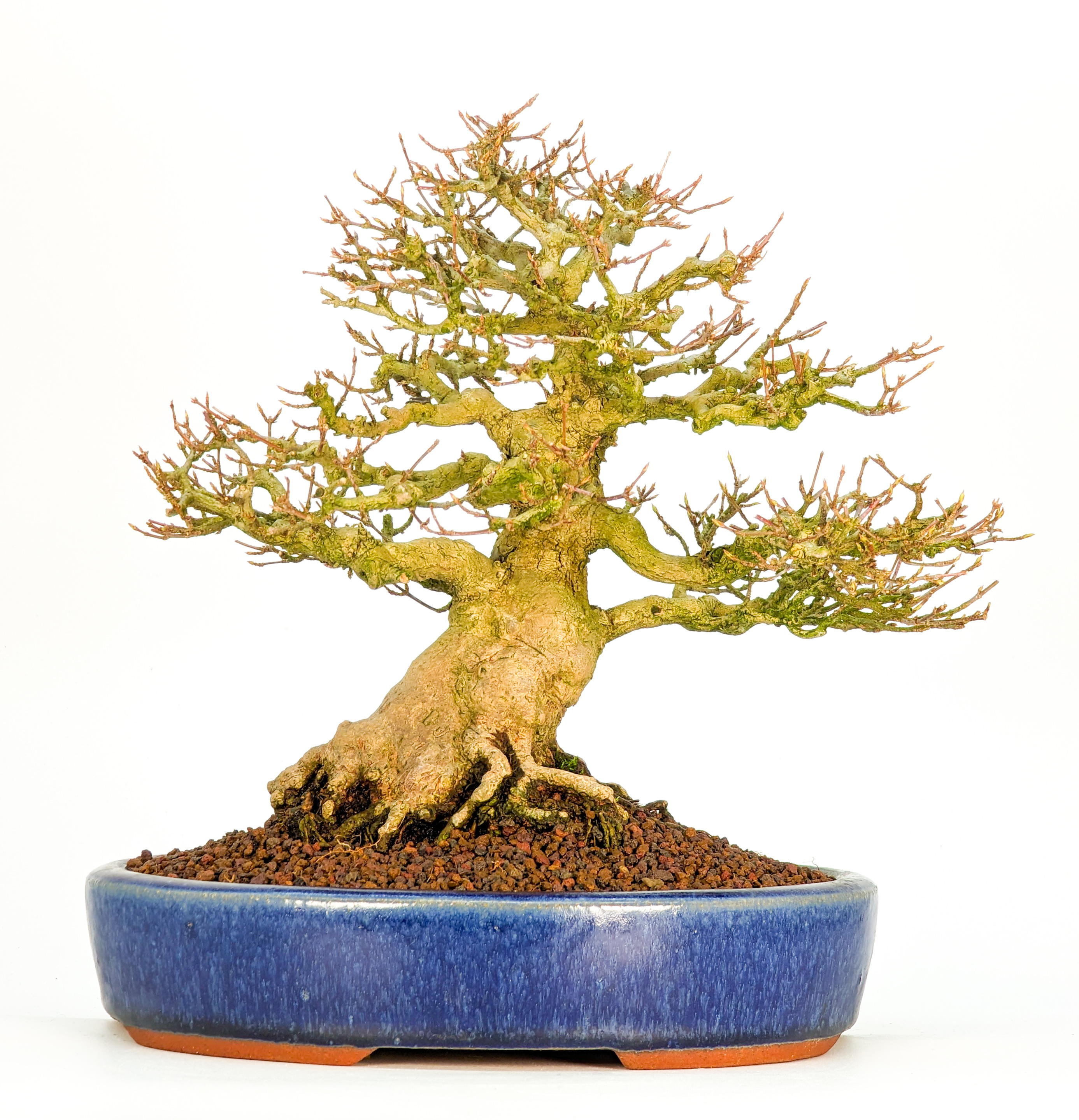 Bonsai Premium Dreispitzahorn - Acer buergerianum Shohin 19cm