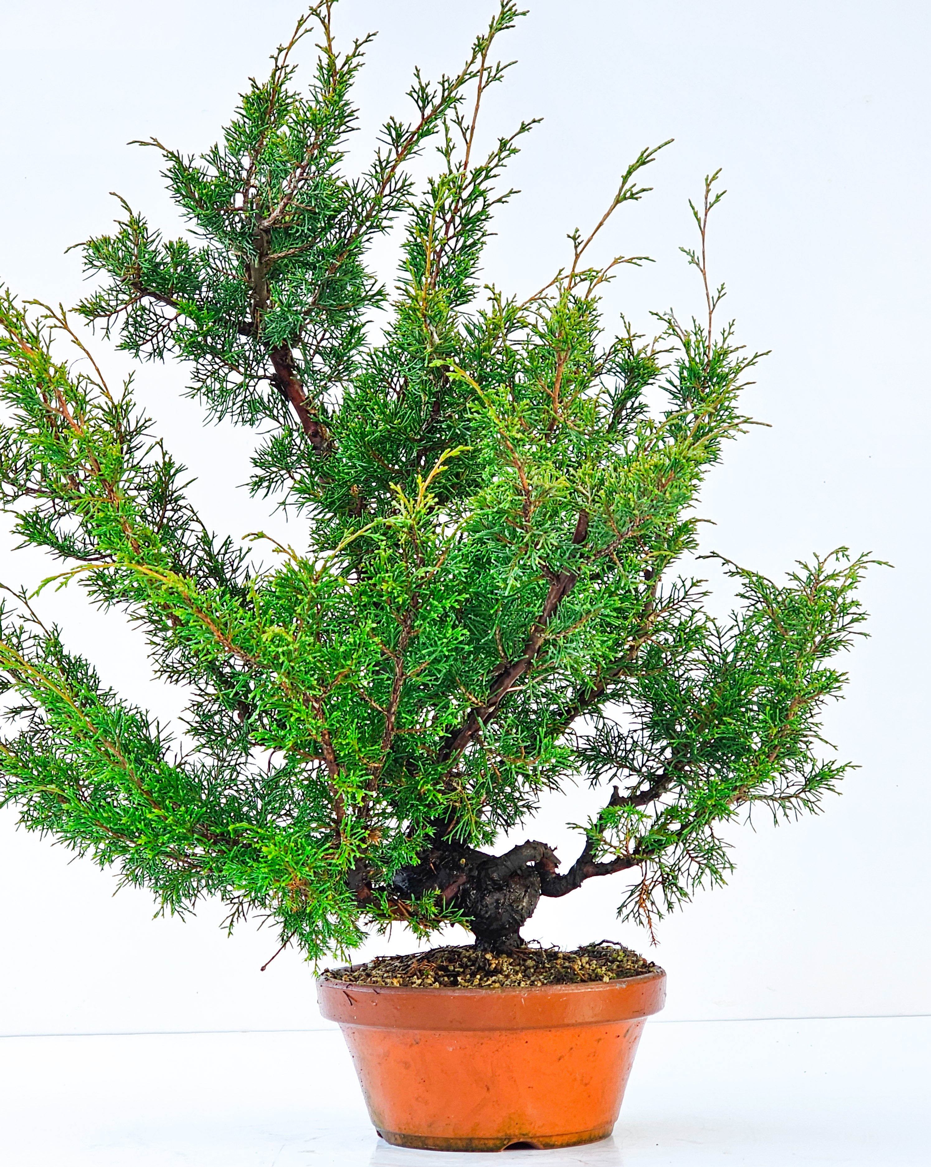 Bonsai Wacholder Juniperus chinensis shimpaku 46,5cm  