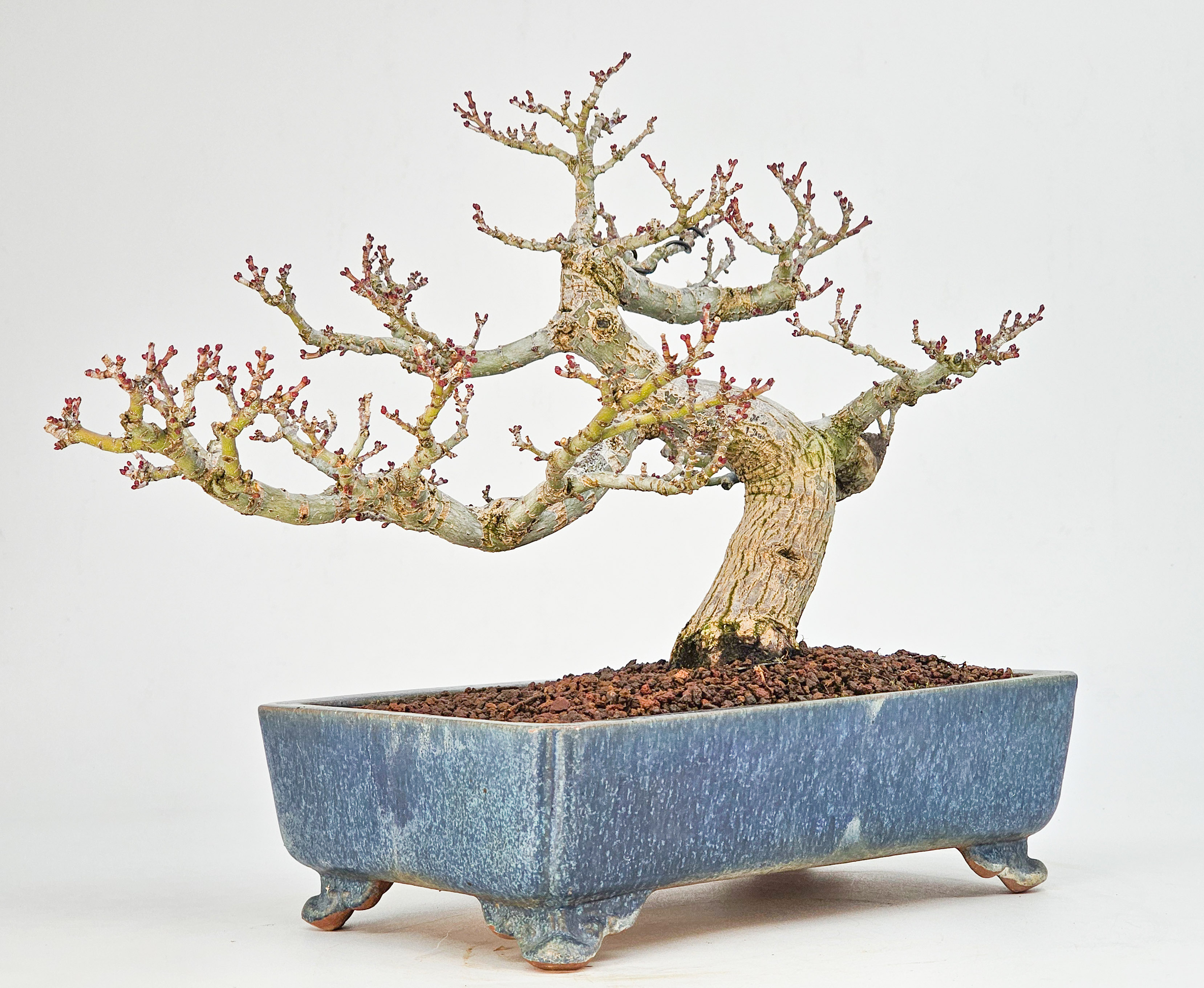 Bonsai Premium Löwenkopfahorn- Acer palmatum Shishigashira Shohin 21cm