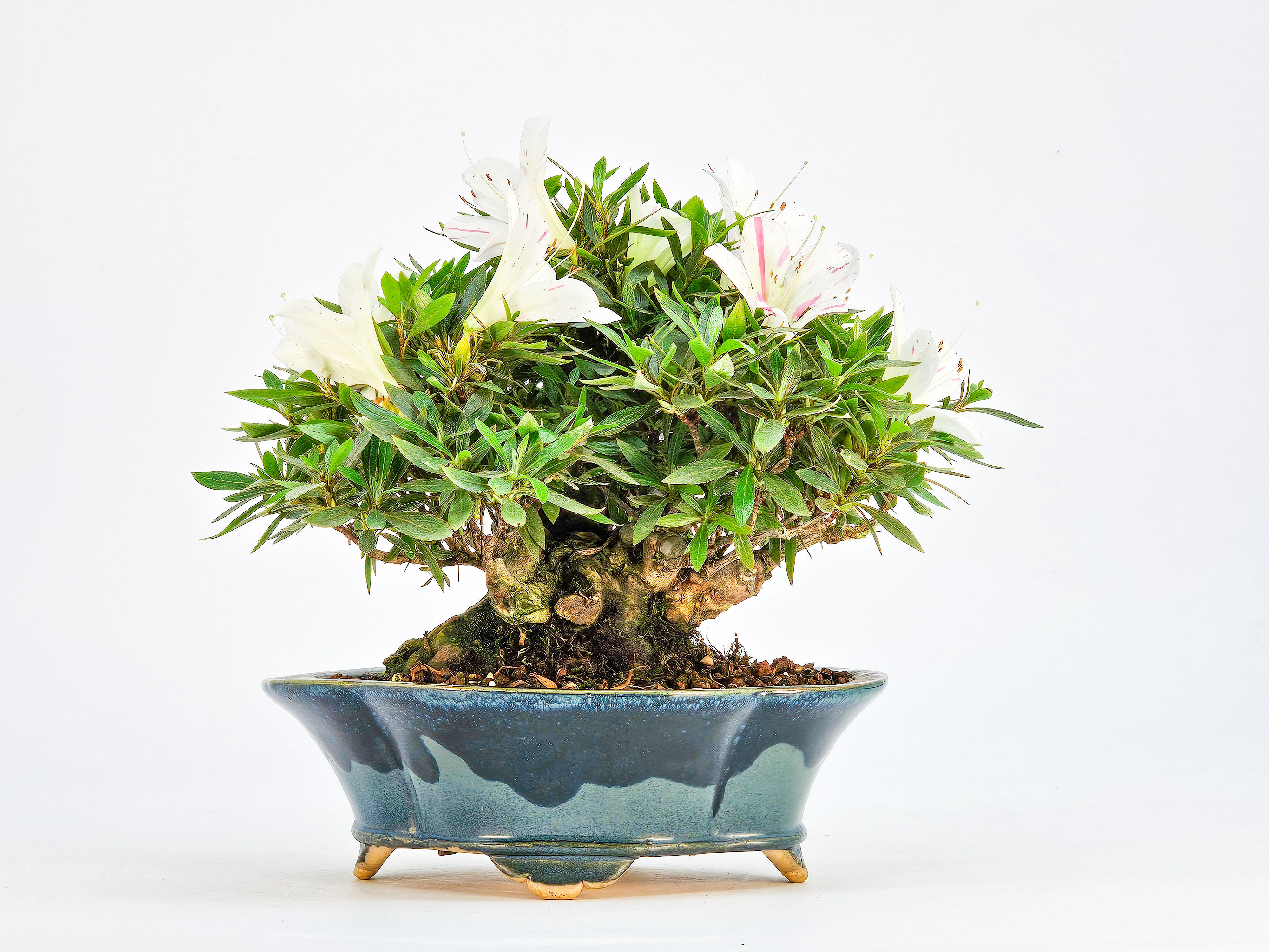 Bonsai Azalee Rhododendron indicum - Hakurin - Shohin 11cm Bonsai Azalee Rhododendron indicum - Hakurin - Shohin 11cm