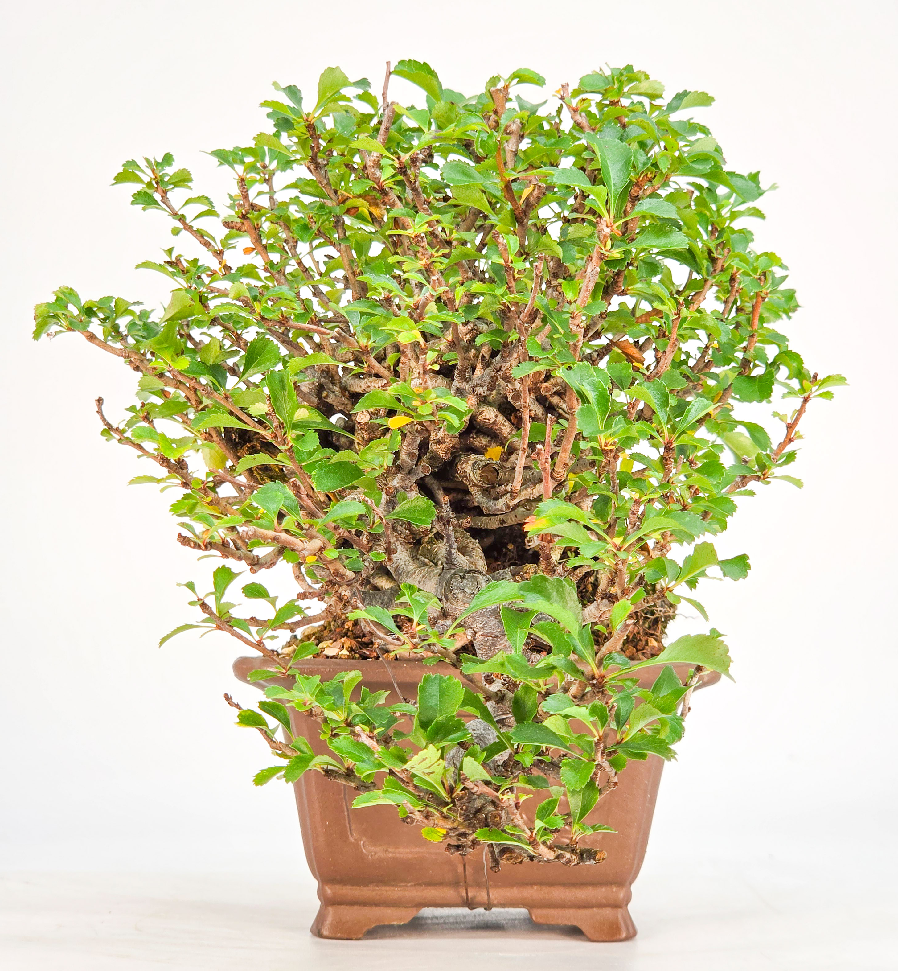 Bonsai Zierquitte - Chaenomeles Shohin 13,5cm
