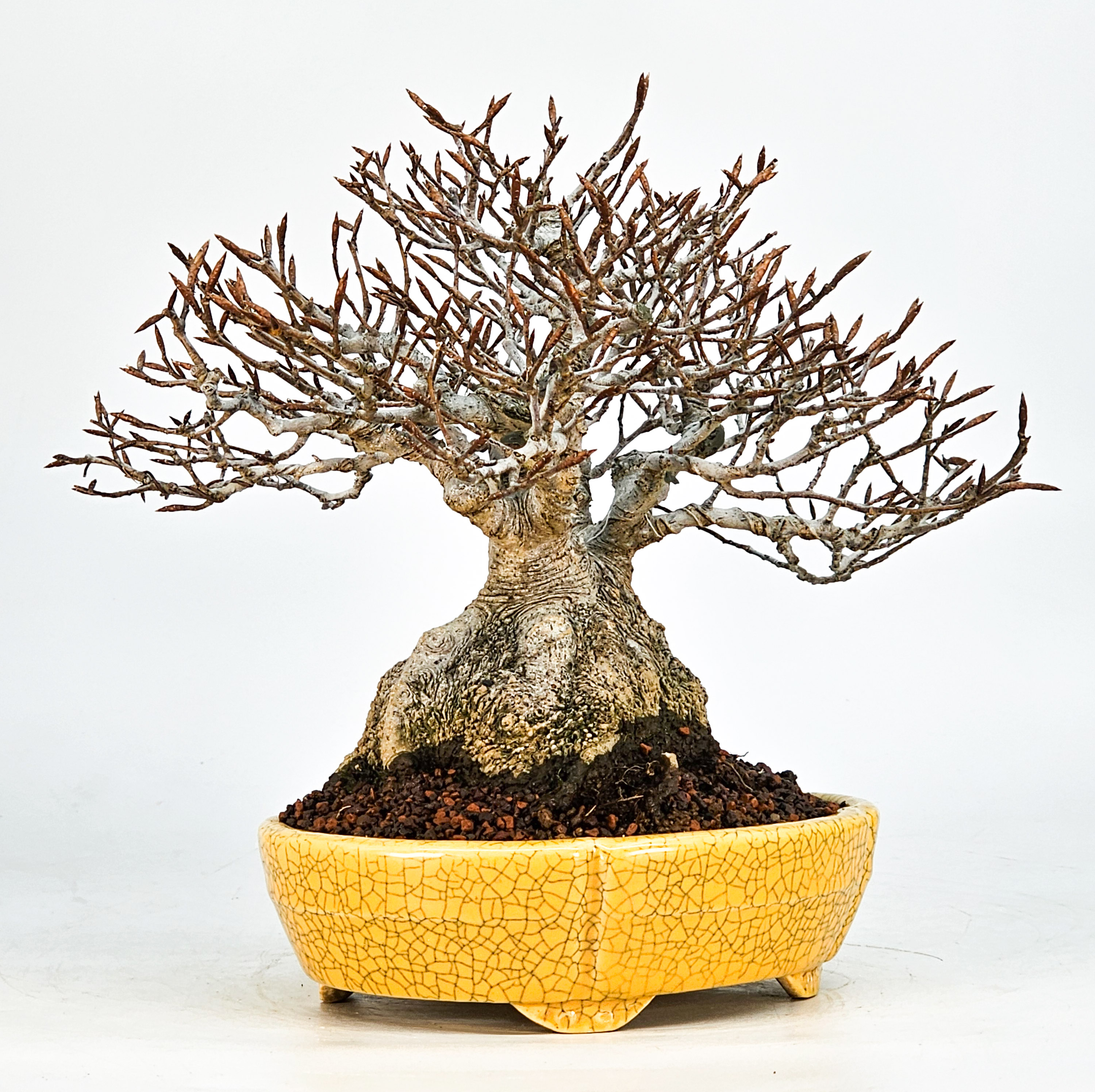 Bonsai Premium Kerbbuche Fagus Crenata 17,5 cm Video!! Bonsai Premium Kerbbuche Fagus Crenata 17,5 cm Video!!