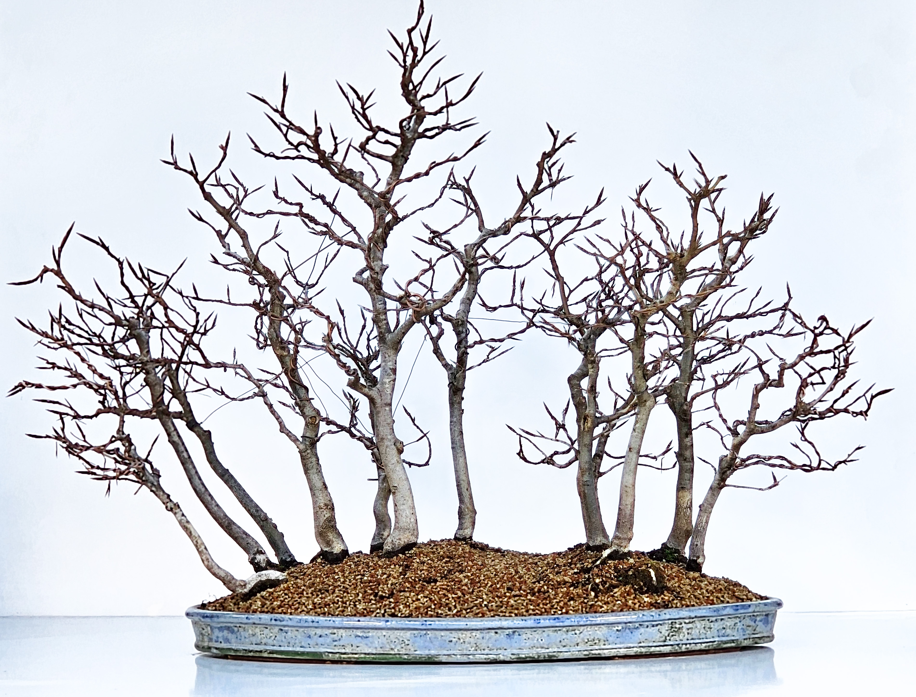 Bonsai Waldpflanzung Rotbuche Fagus sylvatica 50cm 