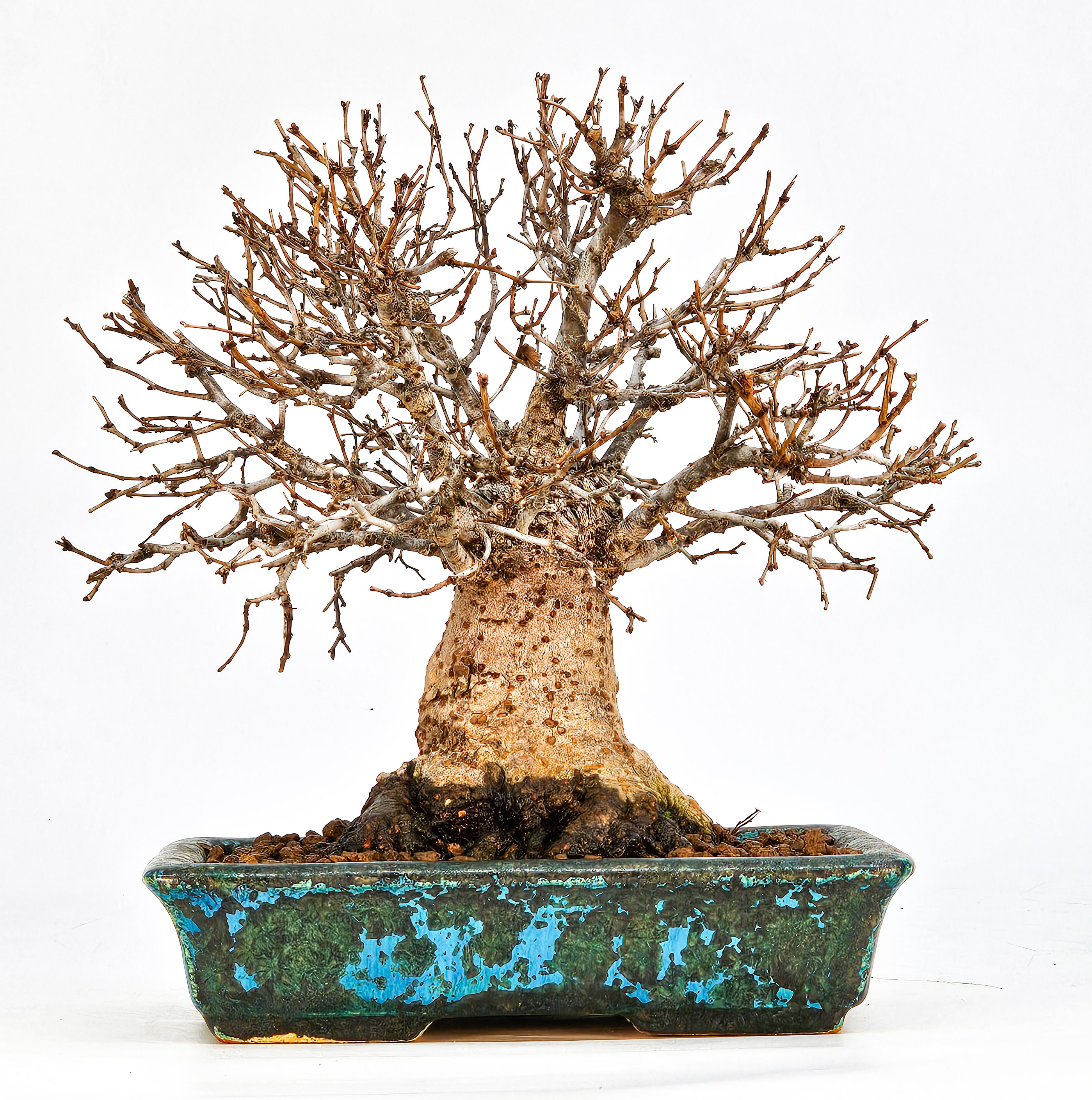 Bonsai Zelkova serrata Shohin 17cm - Video!!
