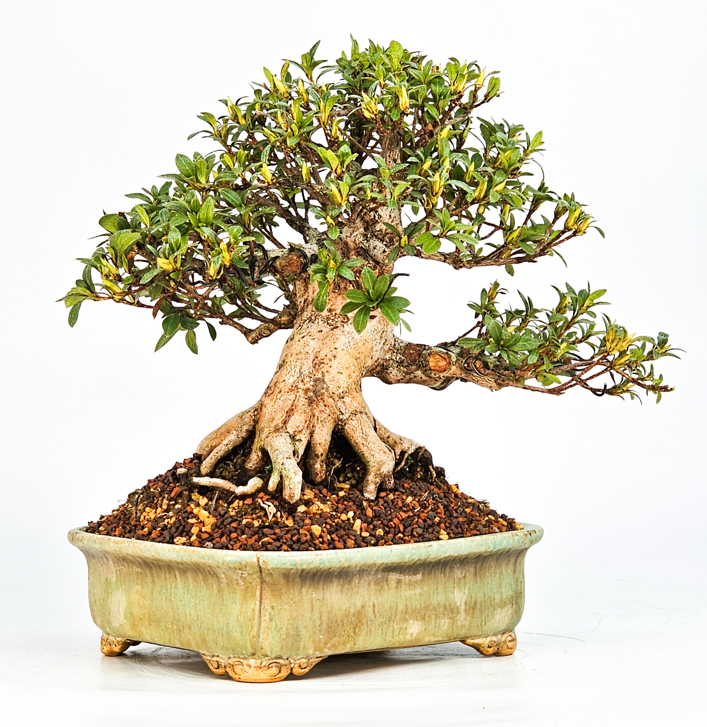 Bonsai Azalee Rhododendron indicum - Hi-no-maru - Shohin 19,5cm - Video!!