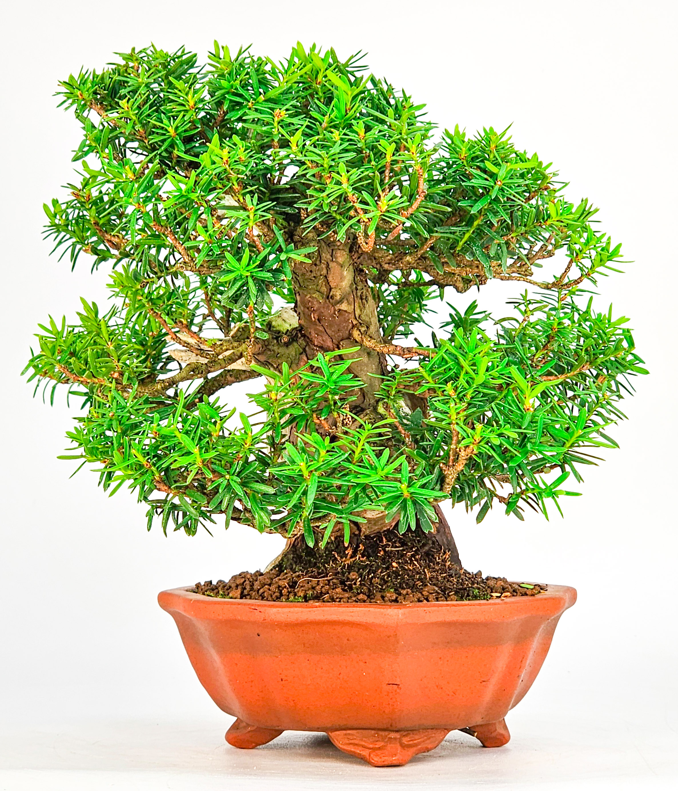 Bonsai Premium Eibe - Taxus Shohin 19cm