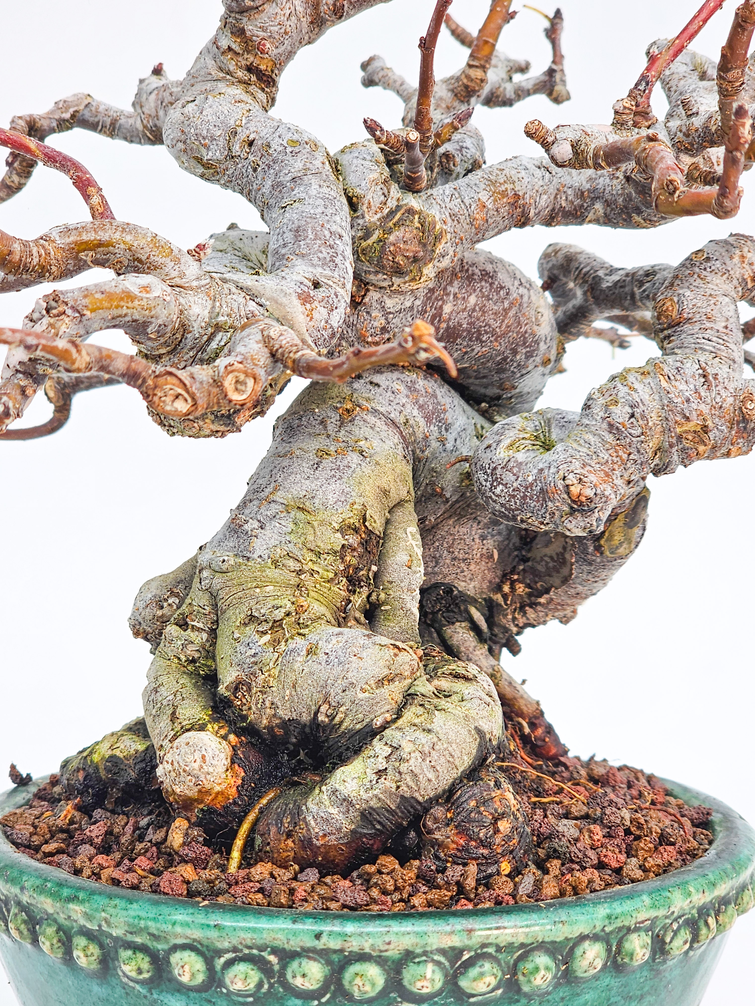 Bonsai Premium Apfel - Malus Shohin 11cm 
