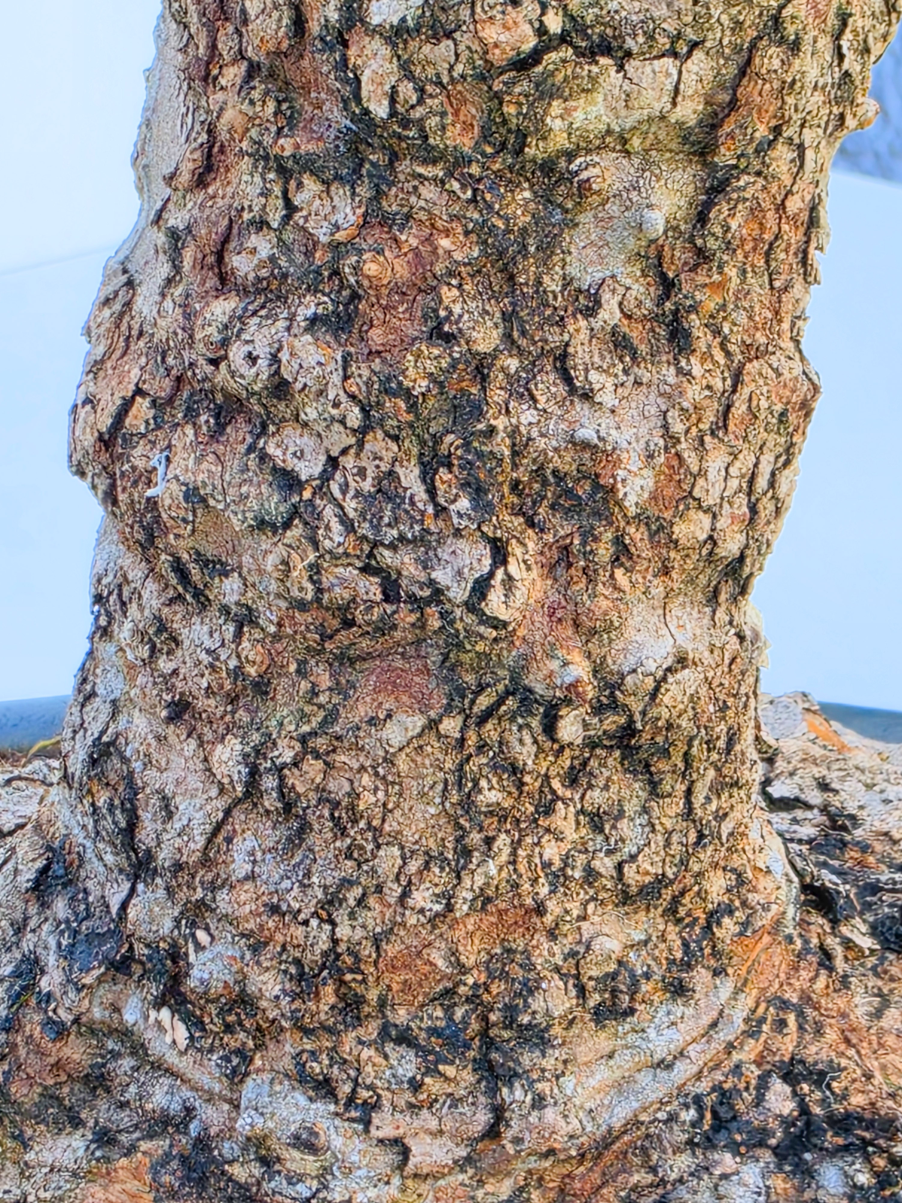 Bonsai Dreispitzahorn  - Acer buergerianum Arakawa 63cm Video!!