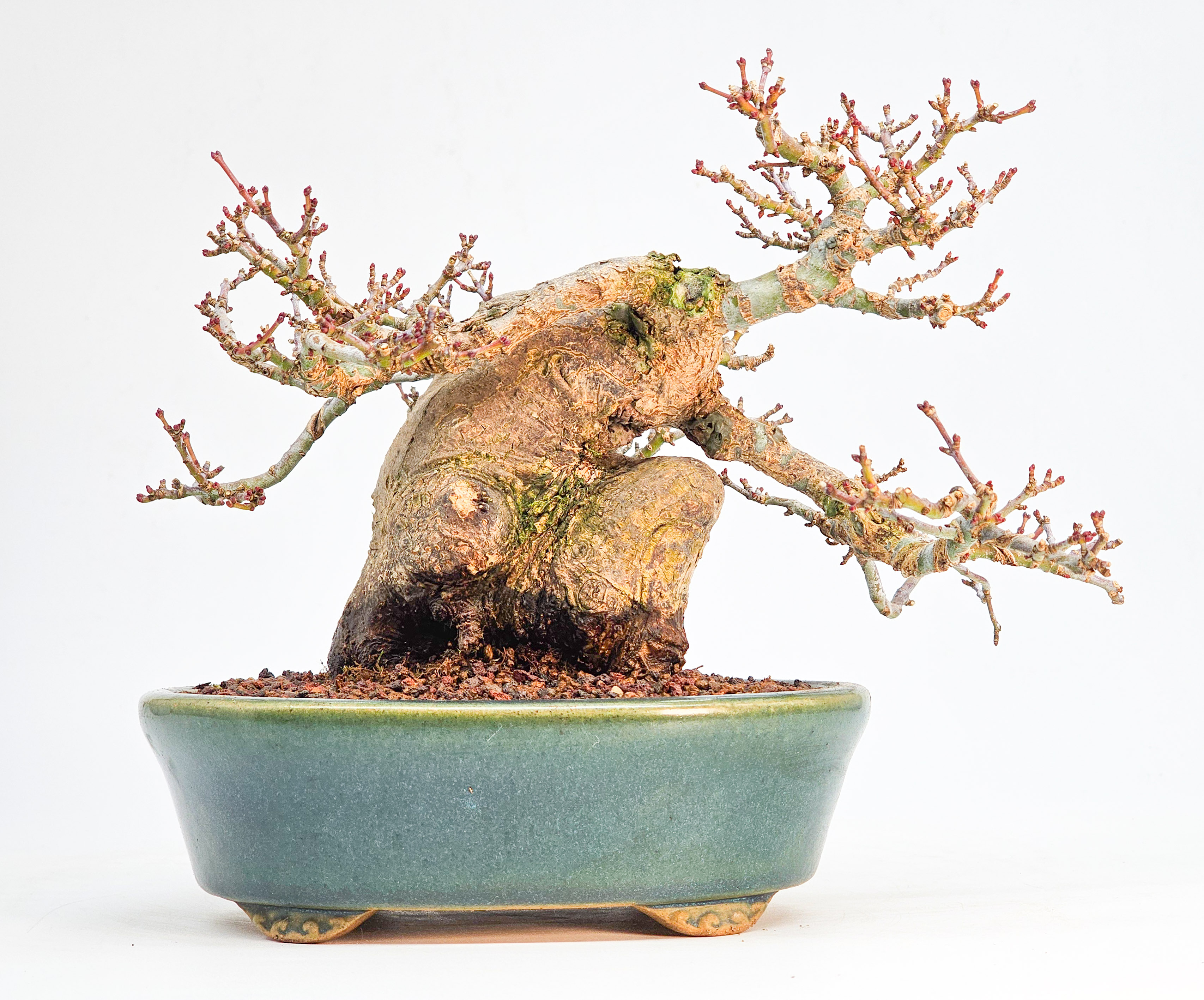 Bonsai Premium Löwenkopfahorn - Acer palmatum Shishigashira Shohin 14cm 