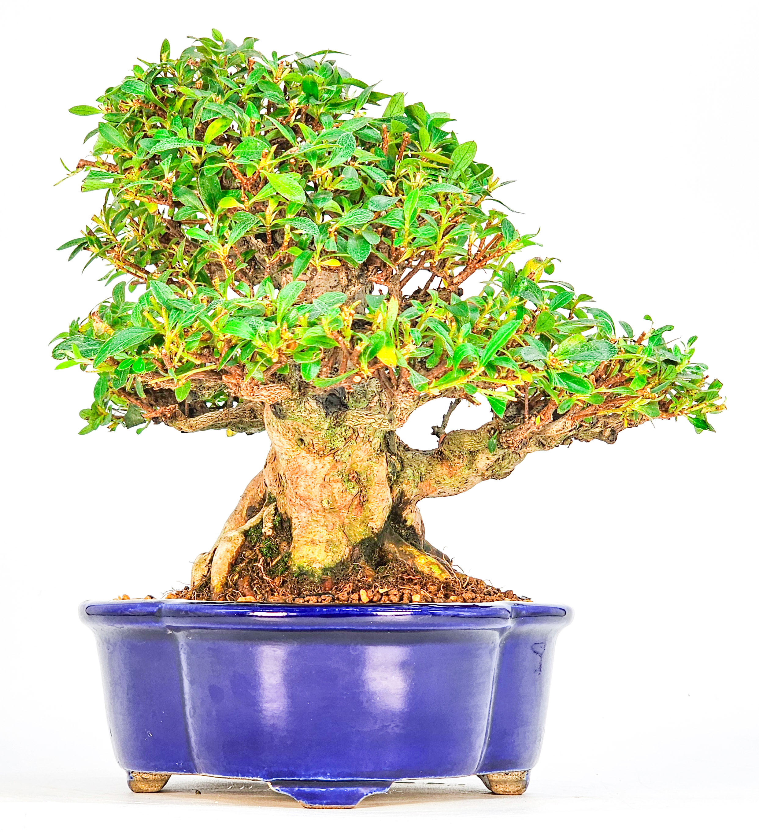 Bonsai Azalee - Rhododendron indicum - Hanabin 21cm