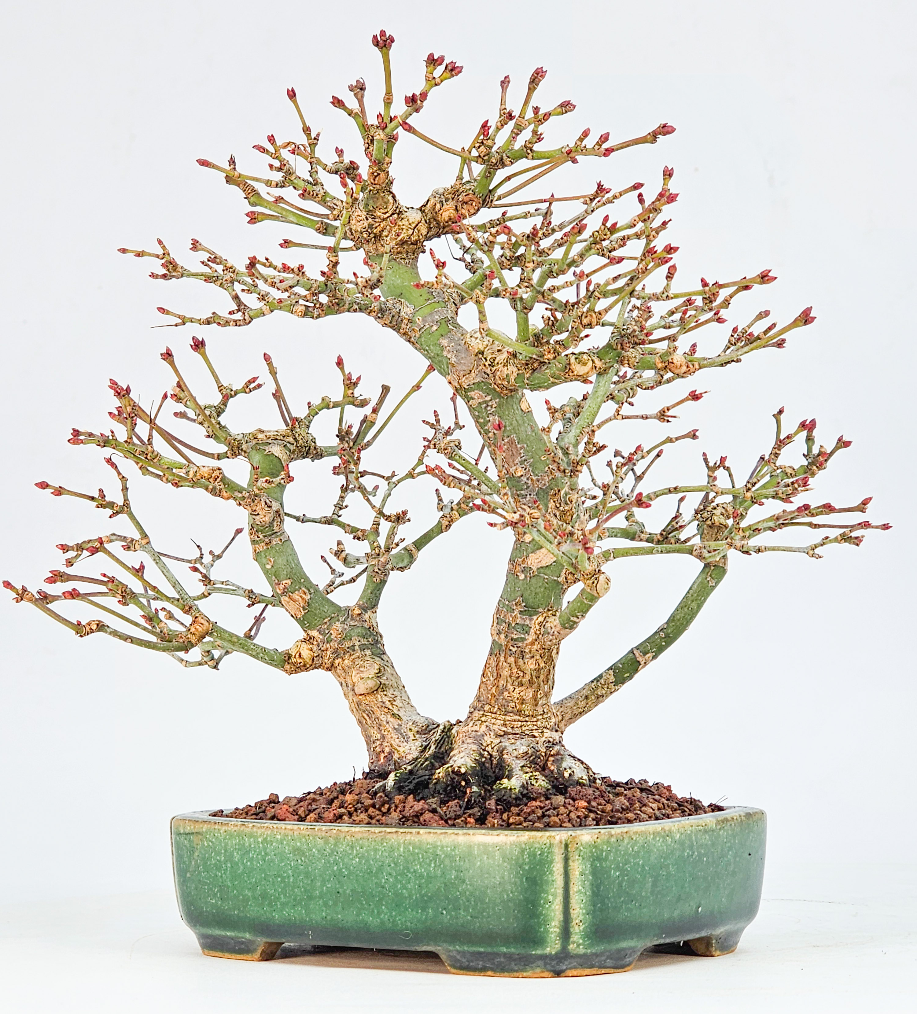 Bonsai Fächerahorn - Acer palmatum Orihime Shohin 17cm 