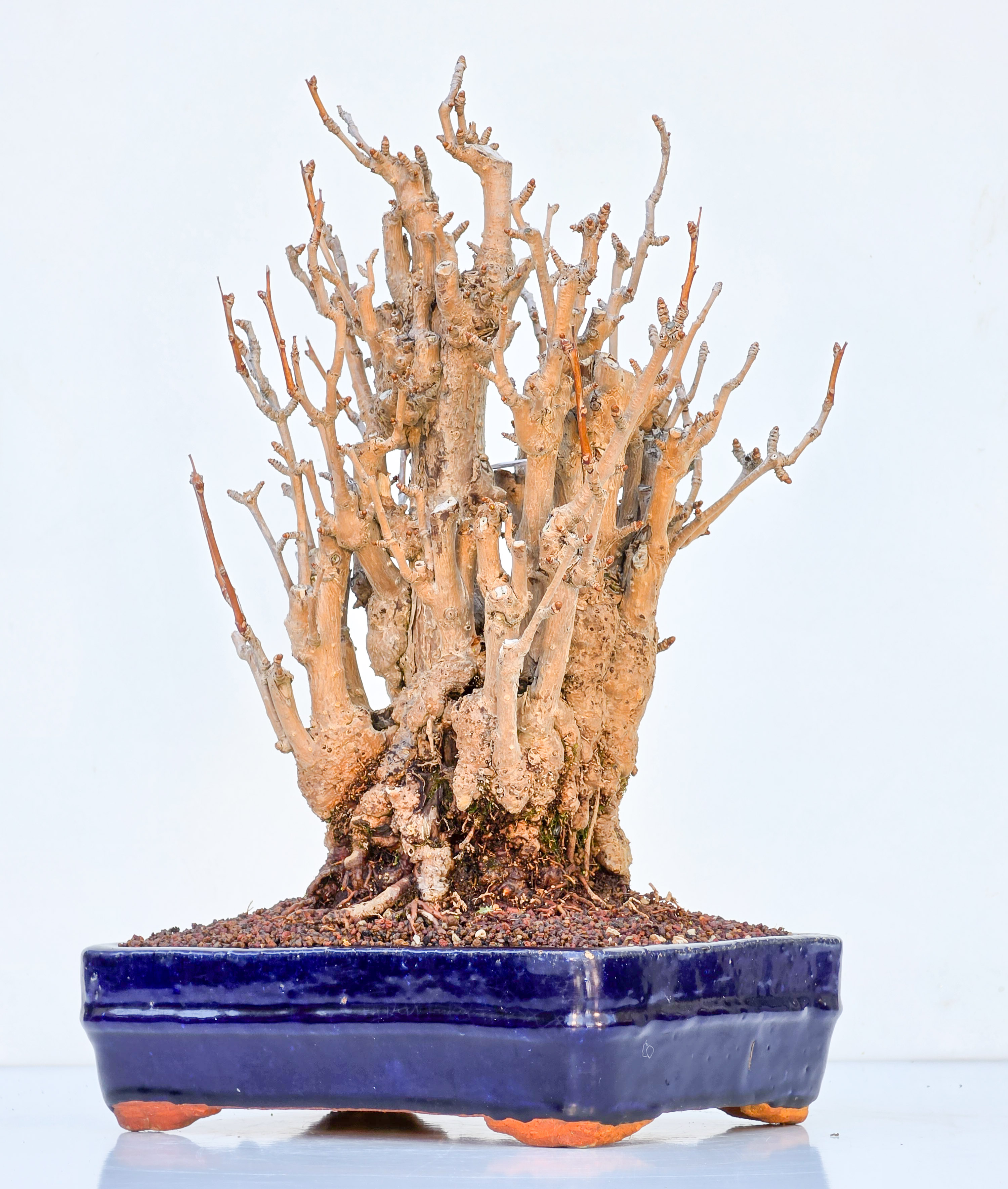 Bonsai Ginkgo biloba 35cm