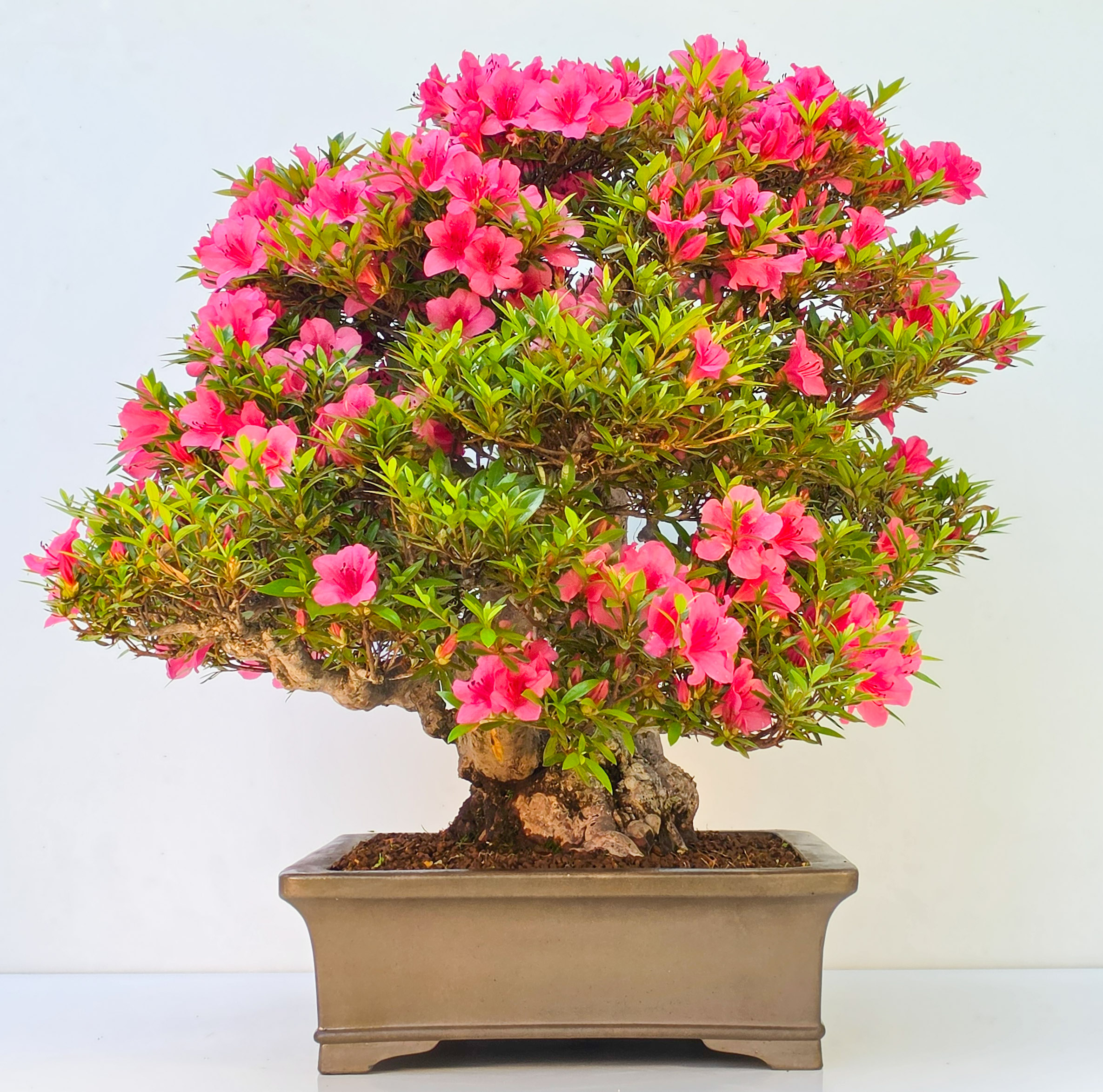 Bonsai Azalee -  Rhododendron indicum 60cm