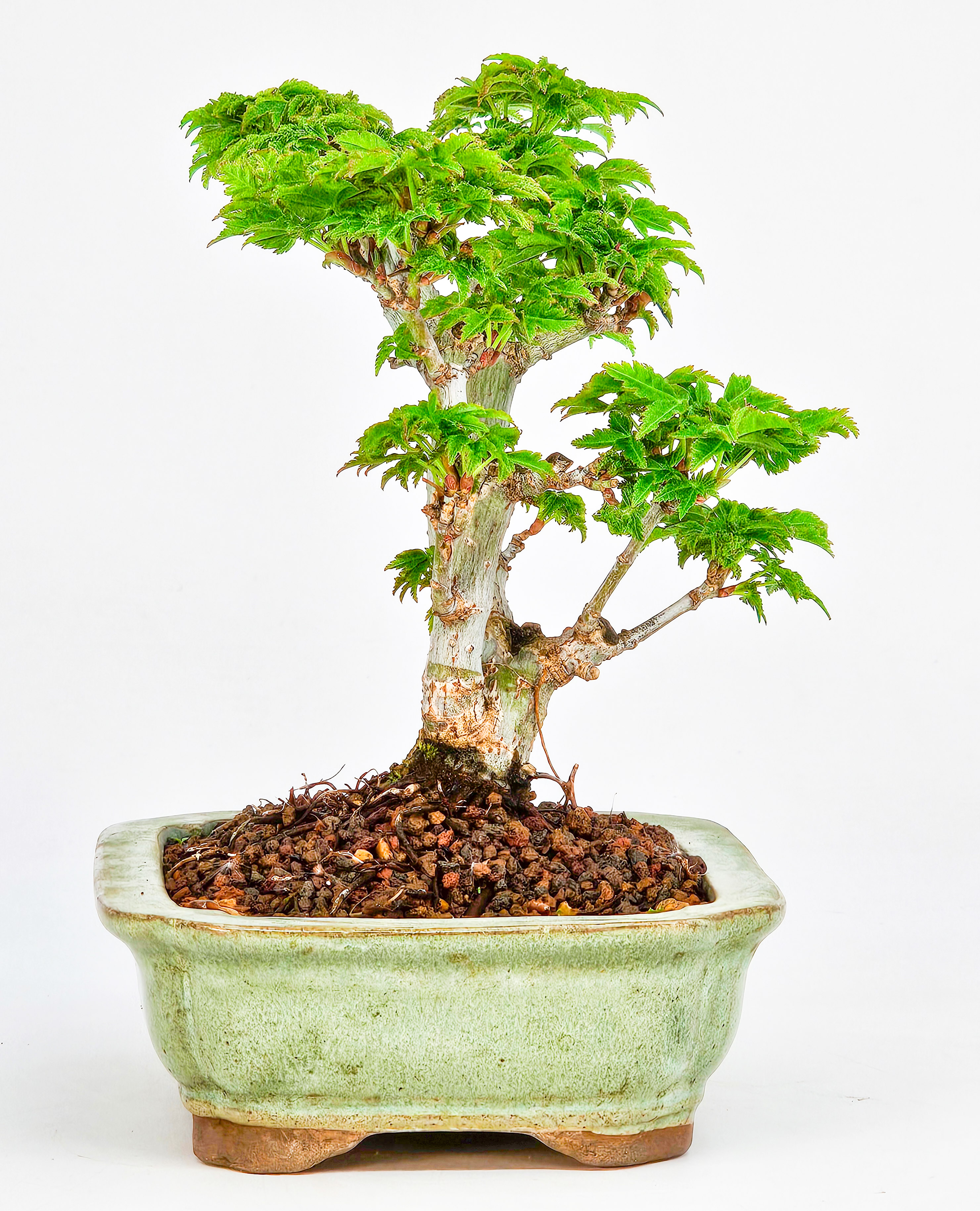 Bonsai Löwenkopfahorn- Acer palmatum Shishigashira Shohin 12cm      
