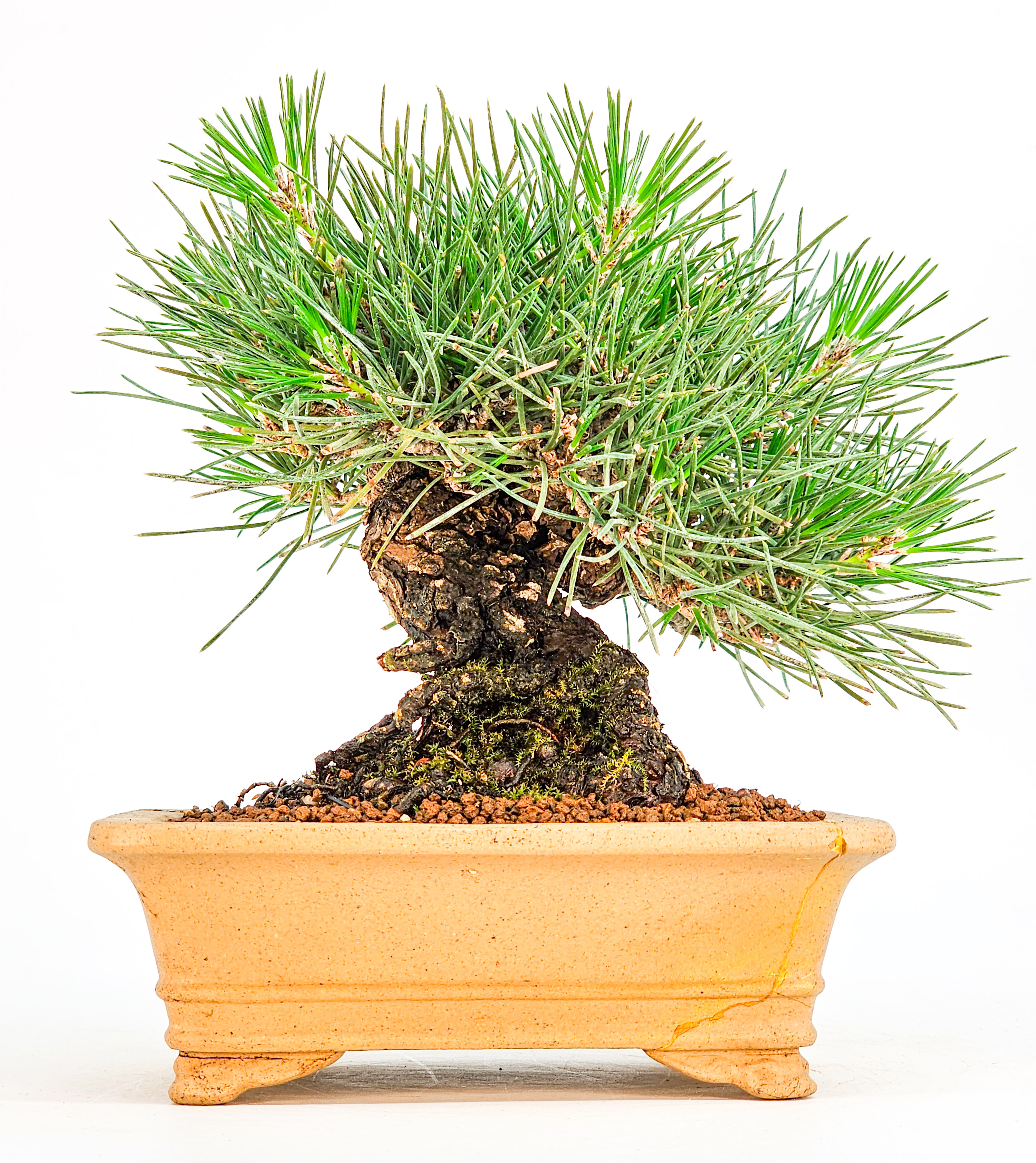 Bonsai Schwarzkiefer - Pinus thunbergii Shohin 14cm   