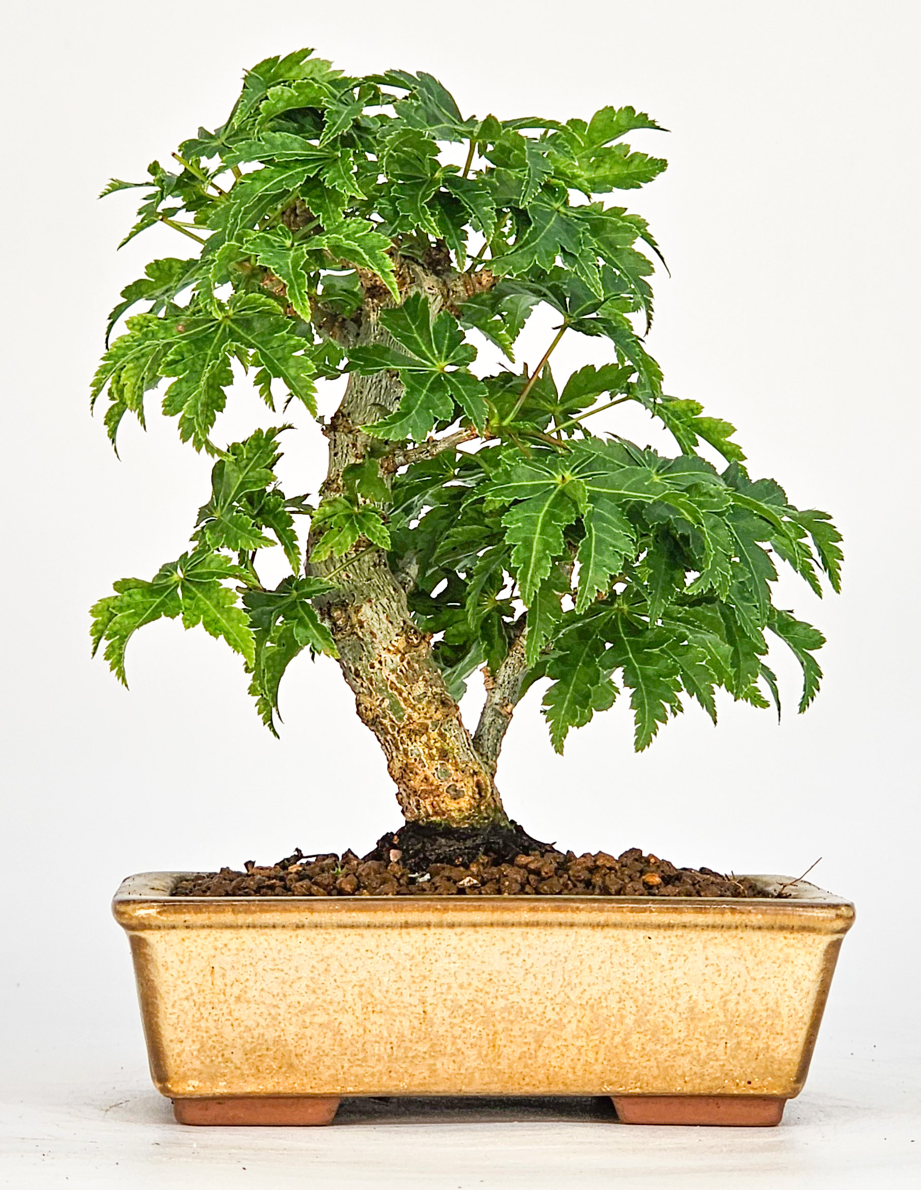 Bonsai Löwenkopfahorn- Acer palmatum Shishigashira Shohin 11cm