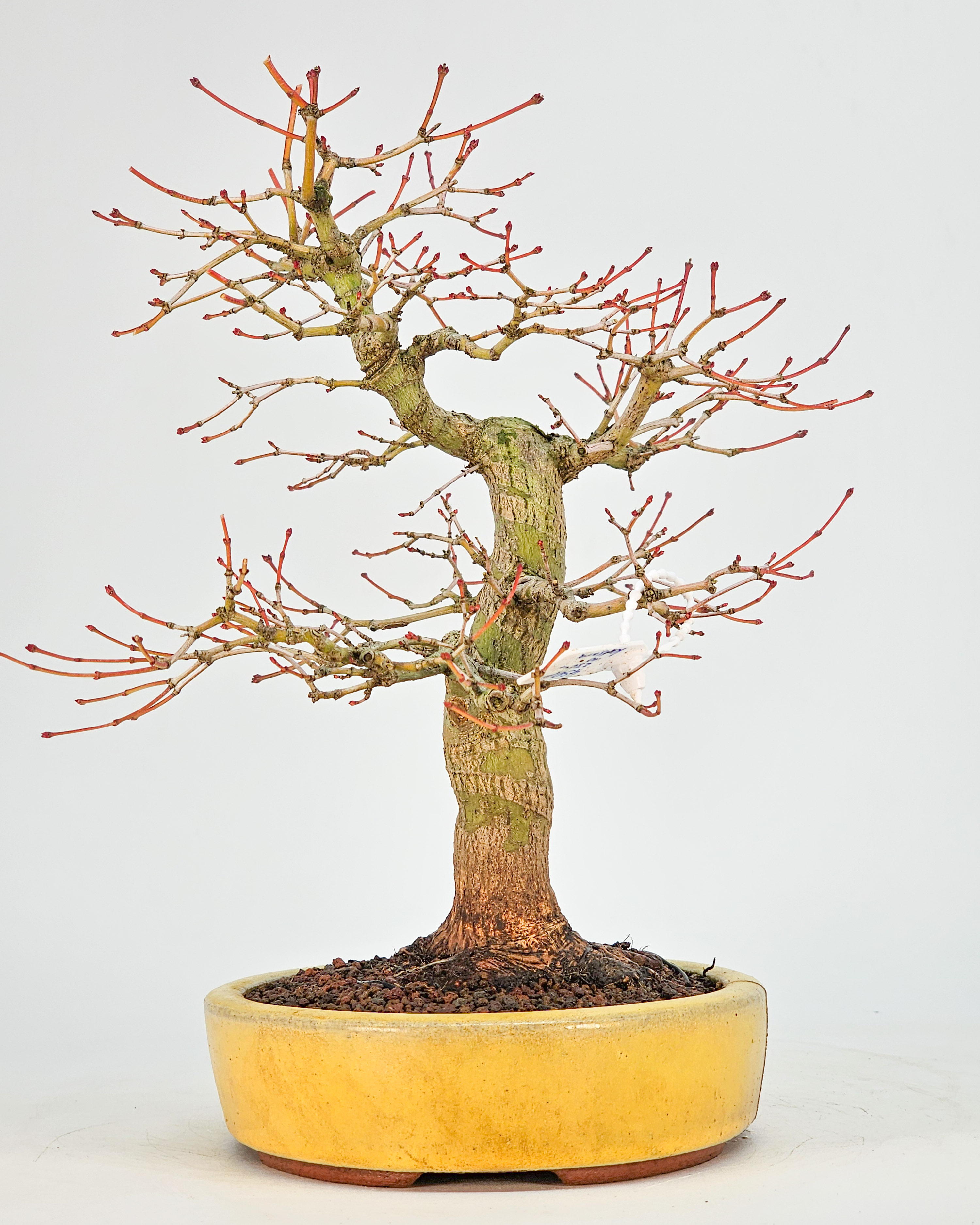 Bonsai Fächerahorn - Acer Palmatum Katsura 23cm