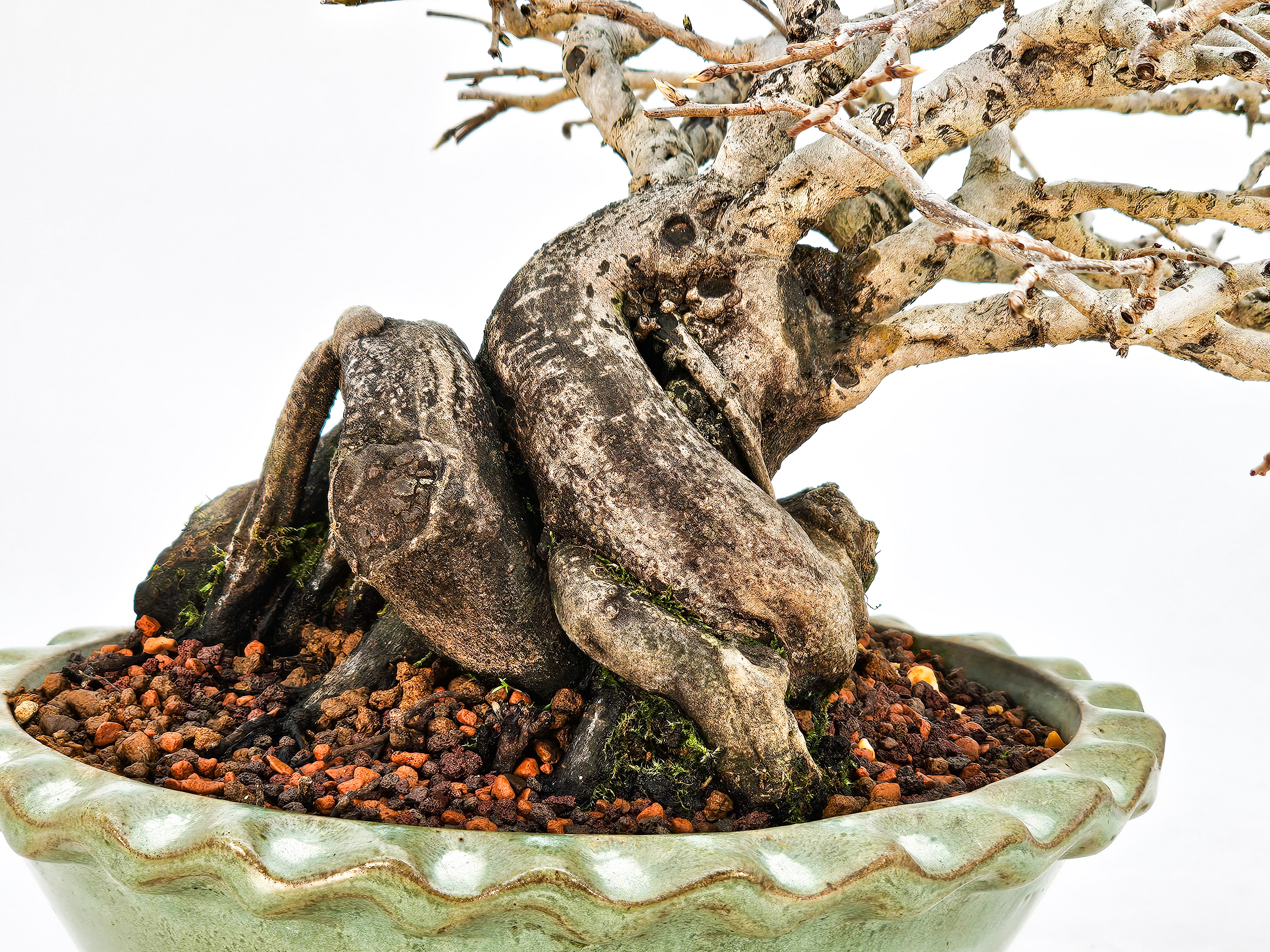 Bonsai Diospyros kaki Kakipflaume Shohin 13,5cm Video!!