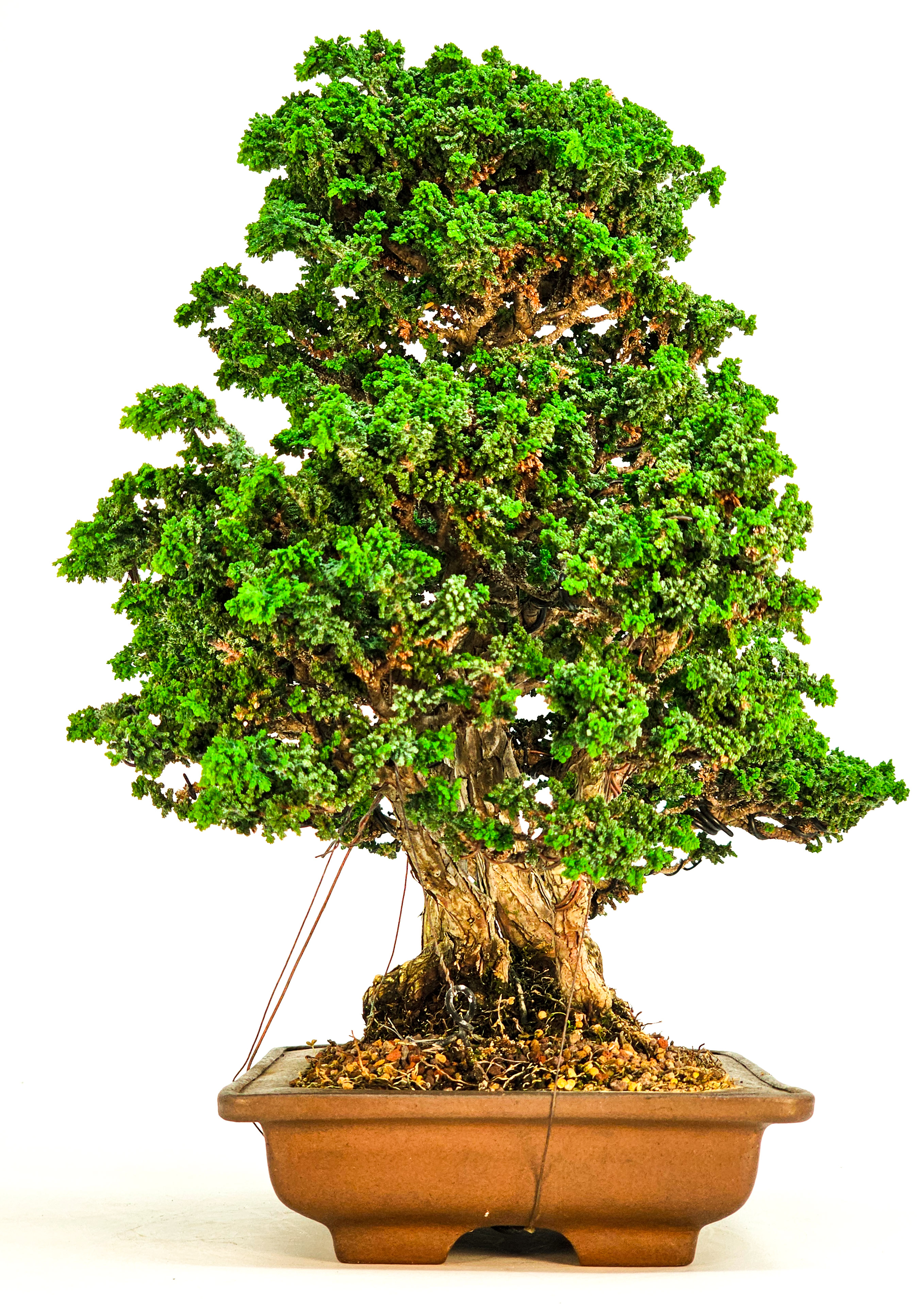 Bonsai Chamaecyparis obtusa Sekka hinoki 31 cm Bonsai Chamaecyparis obtusa Sekka hinoki 31 cm