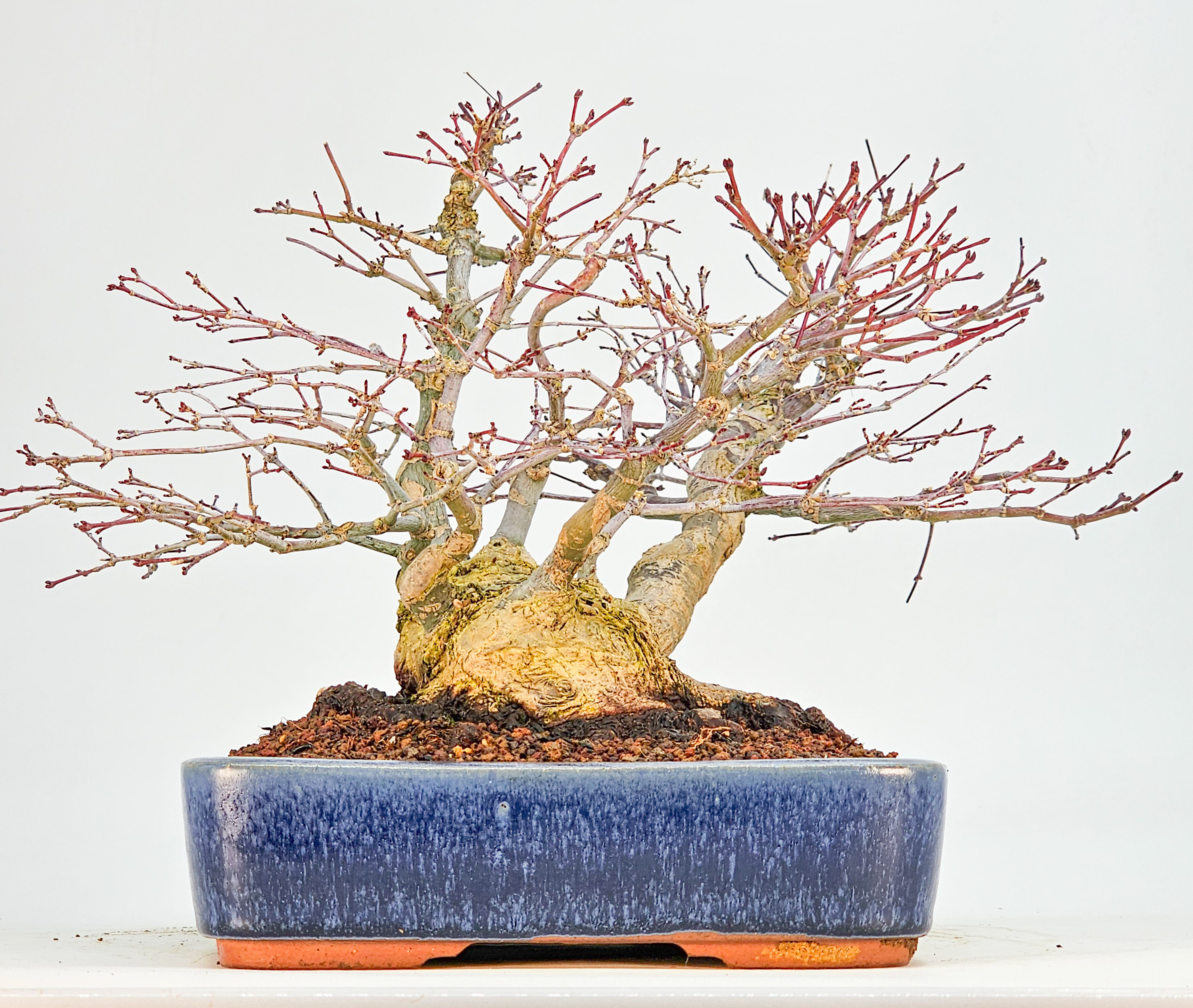 Bonsai Premium Fächerahorn - Acer palmatum Deshojo Shohin 21cm   