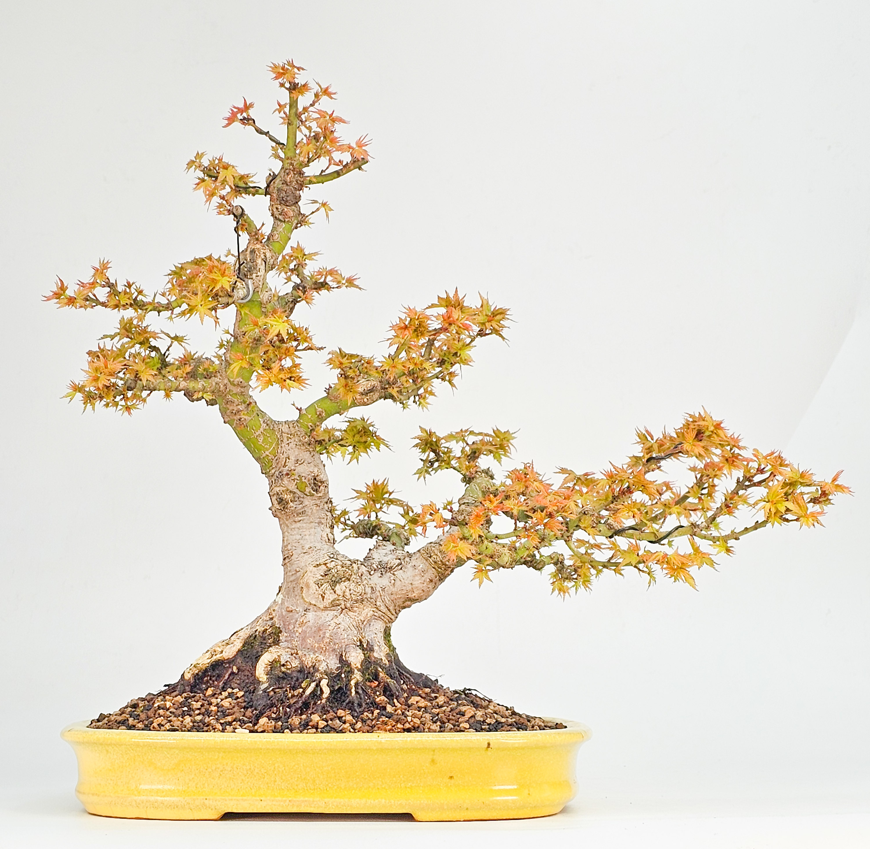 Bonsai Fächerahorn - Acer palmatum Kotohime 32cm