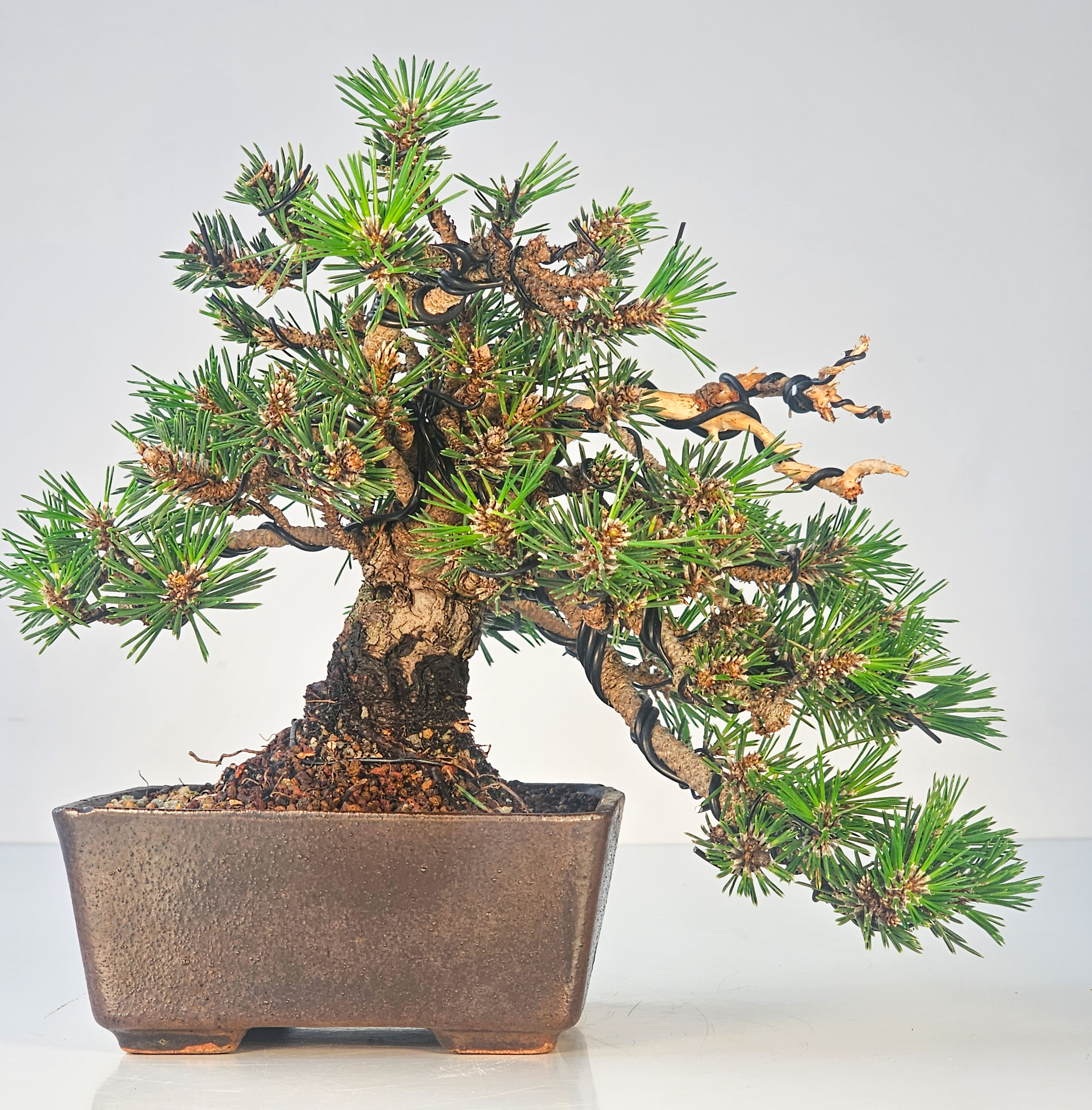 Bonsai Schwarzkiefer - Pinus thunbergii senjumaru 18cm