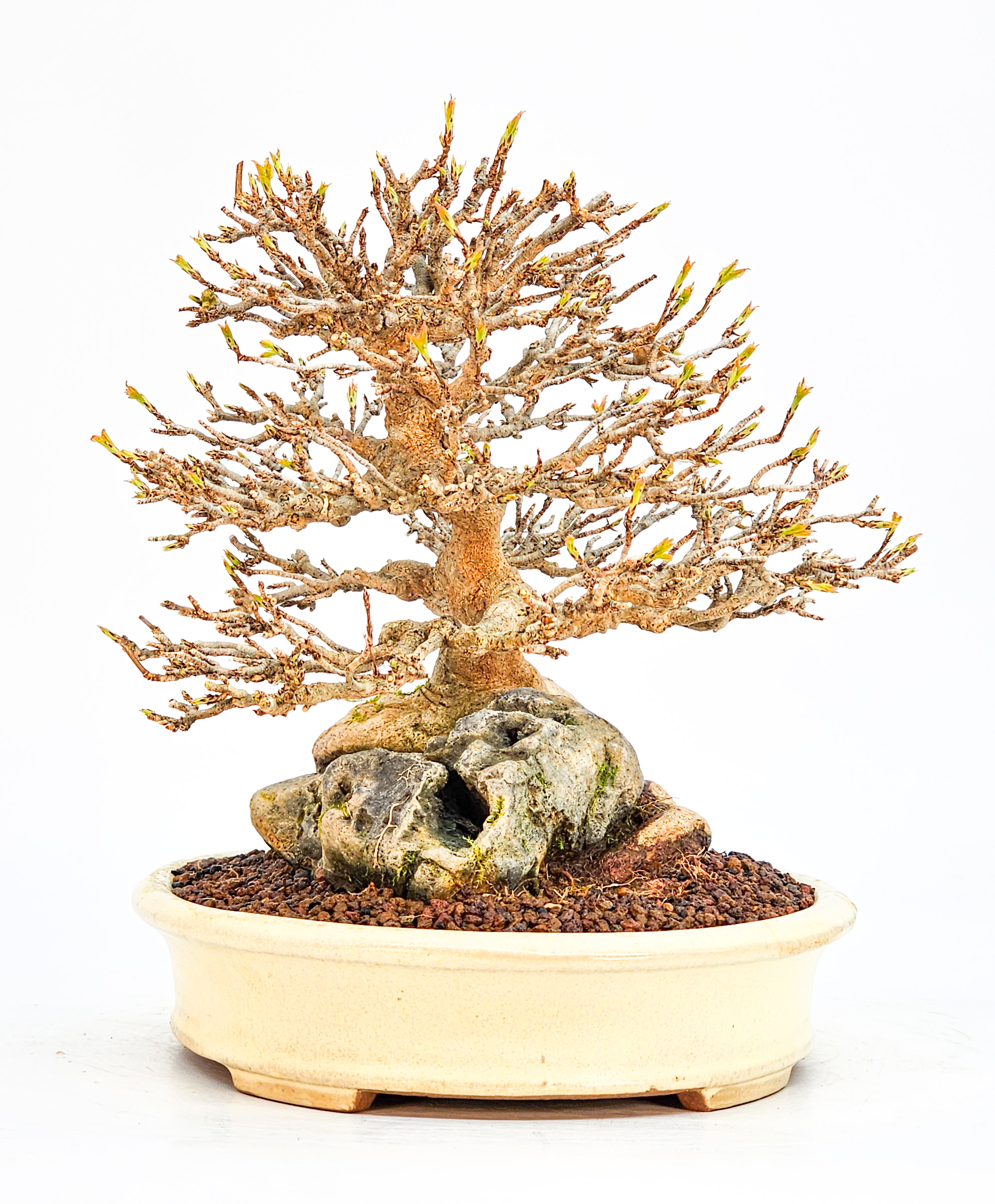 Bonsai Premium Dreispitzahorn - Acer buergerianum Ishizuki Shohin 17cm - Video