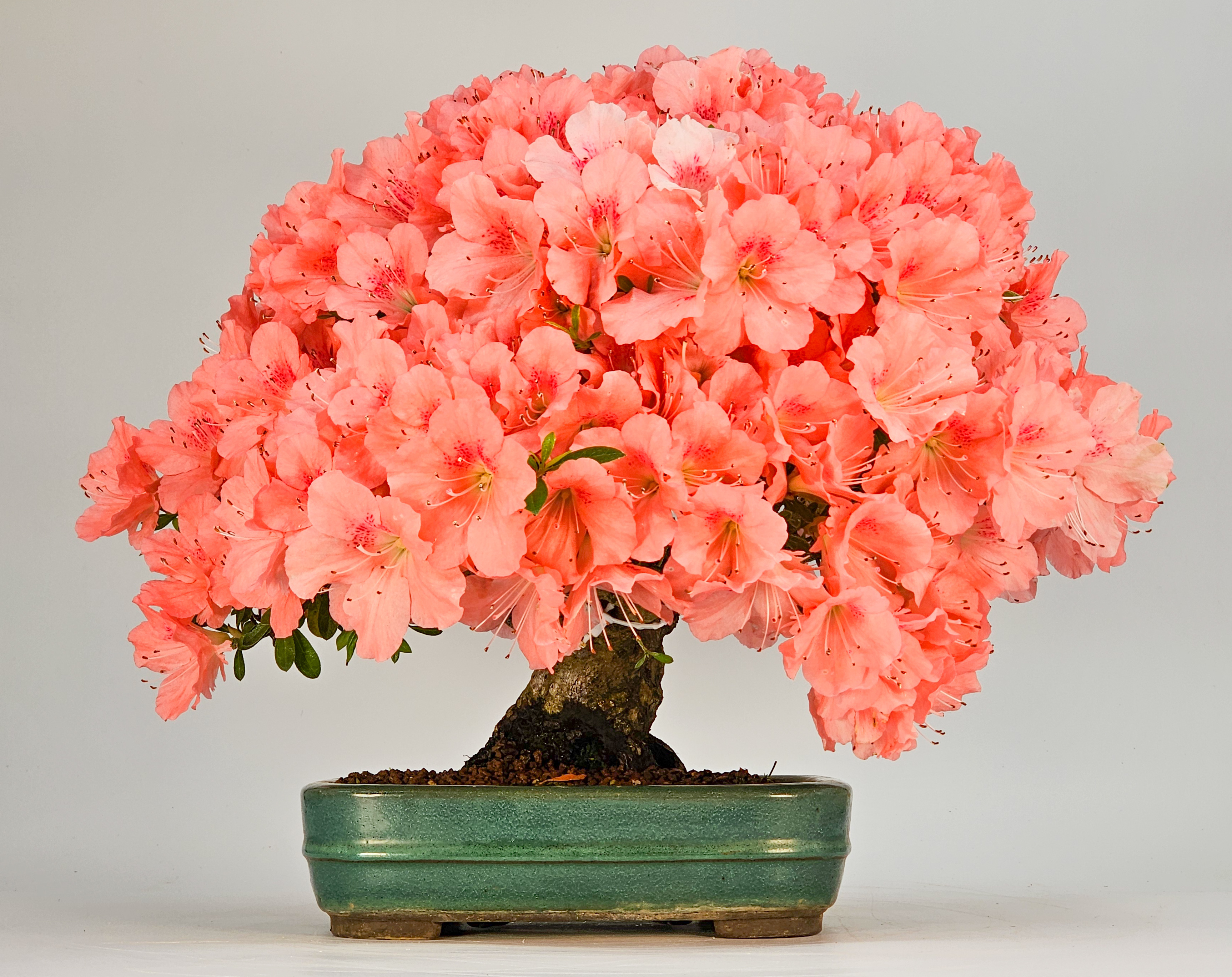 Bonsai Azalee - Rhododendron indicum - Wakaebisu 27cm Video!!