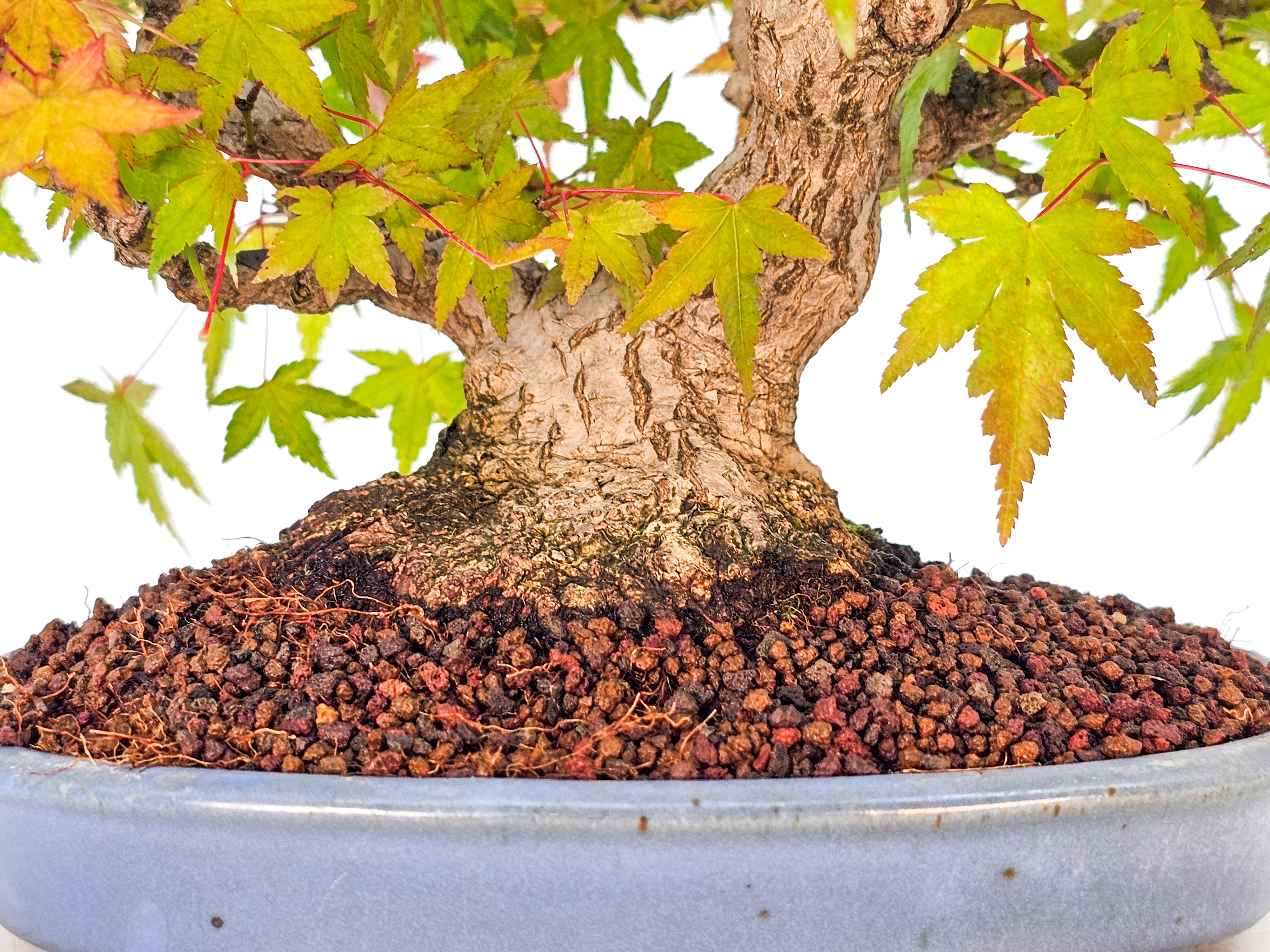 Bonsai Fächerahorn - Acer palmatum Shohin 19cm  