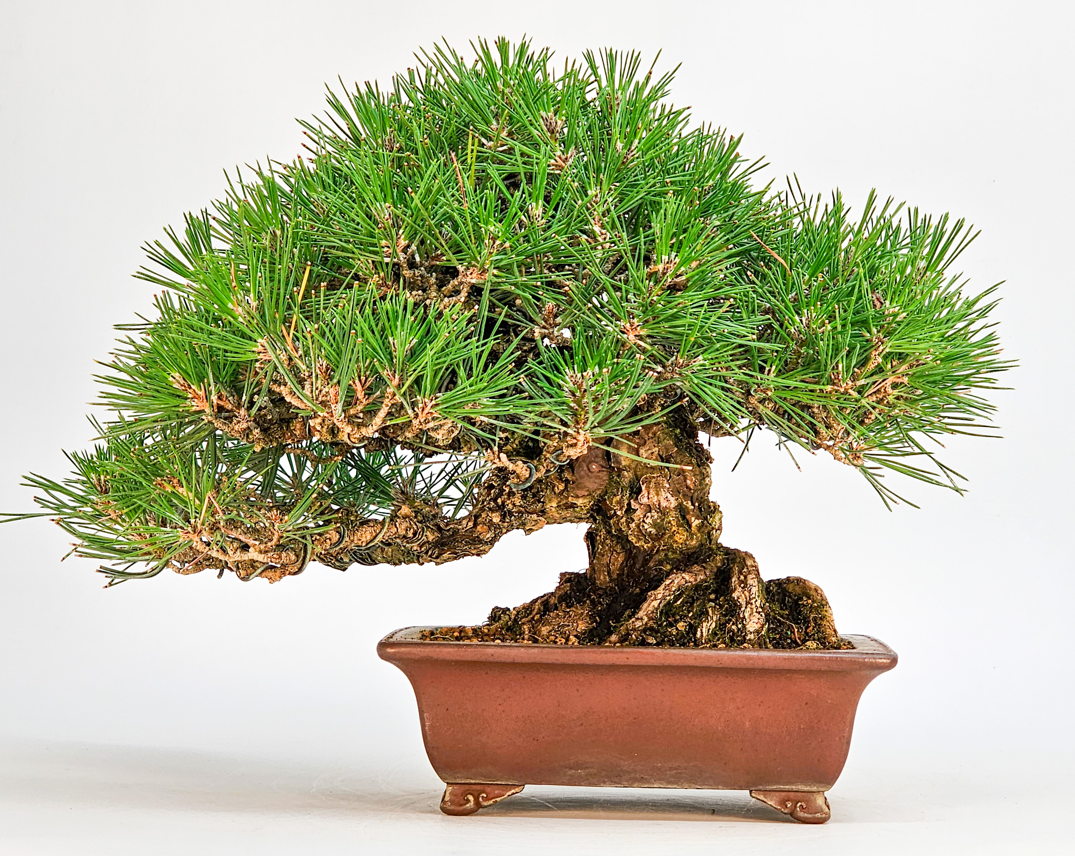 Bonsai Schwarzkiefer - Pinus thunbergii Shohin 20,5cm