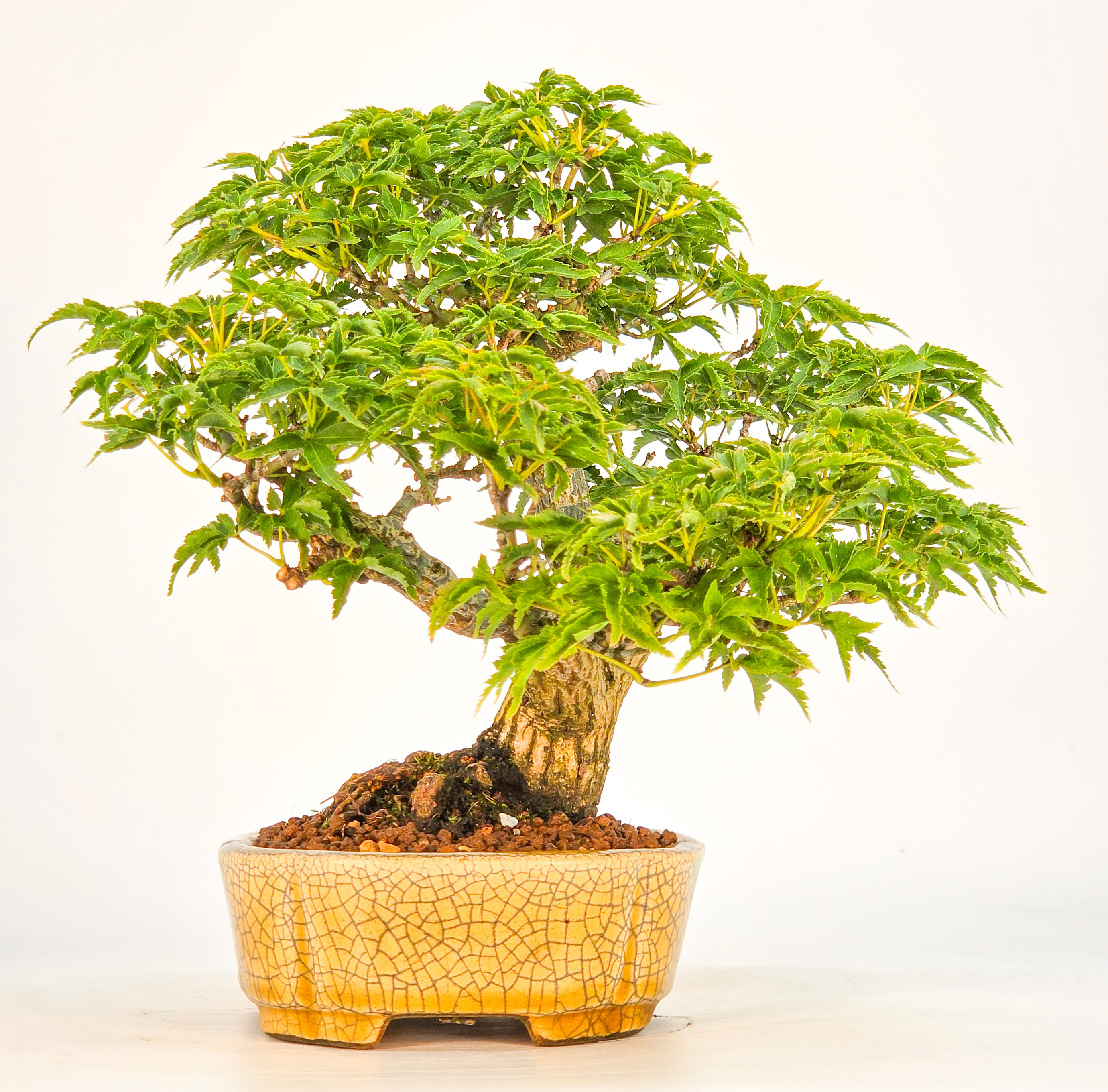 Bonsai Premium Löwenkopfahorn- Acer palmatum Shishigashira Shohin 16cm Video!!